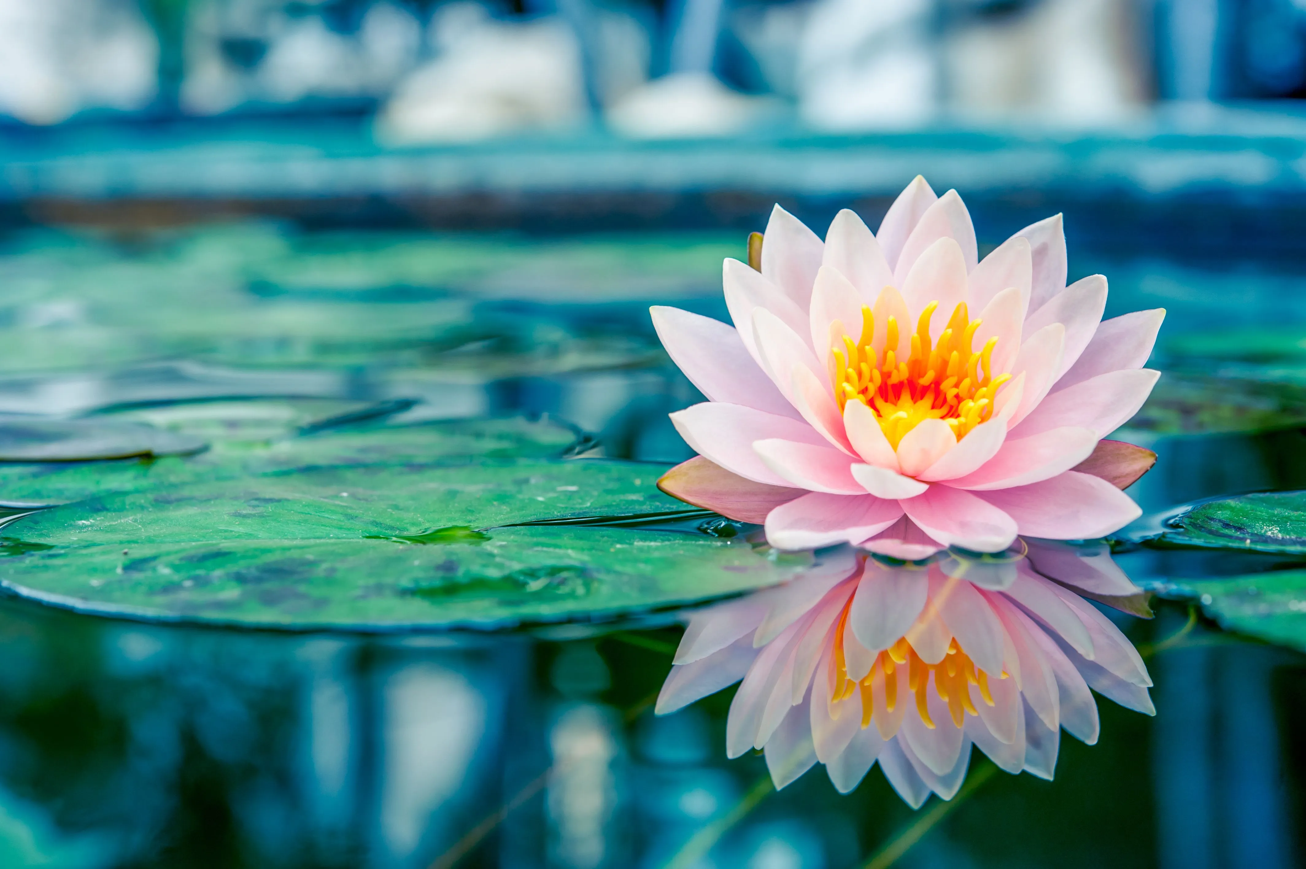 4K Ultra HD Water Lily Reflection: Nature's Serene Leaf Blossom