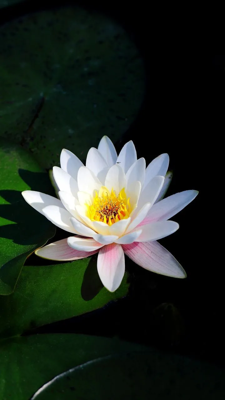 Water lily, flora, nature, lake, 720x1280 wallpaper