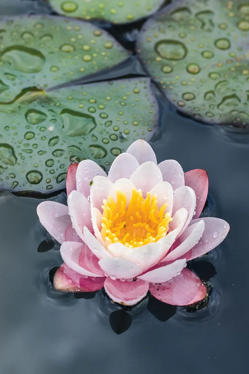 Water lily, flower, petals, water, HD phone wallpaper