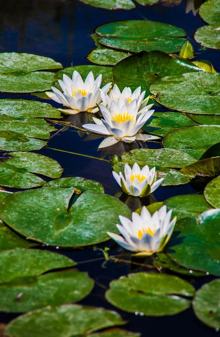 Water Lily Flower Basin