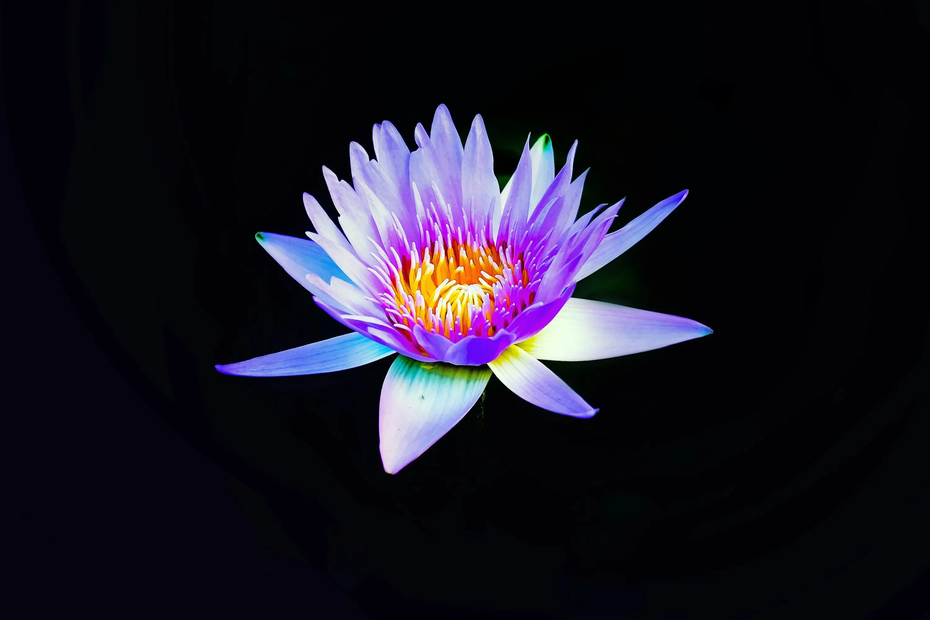 Pink and yellow water lily photo