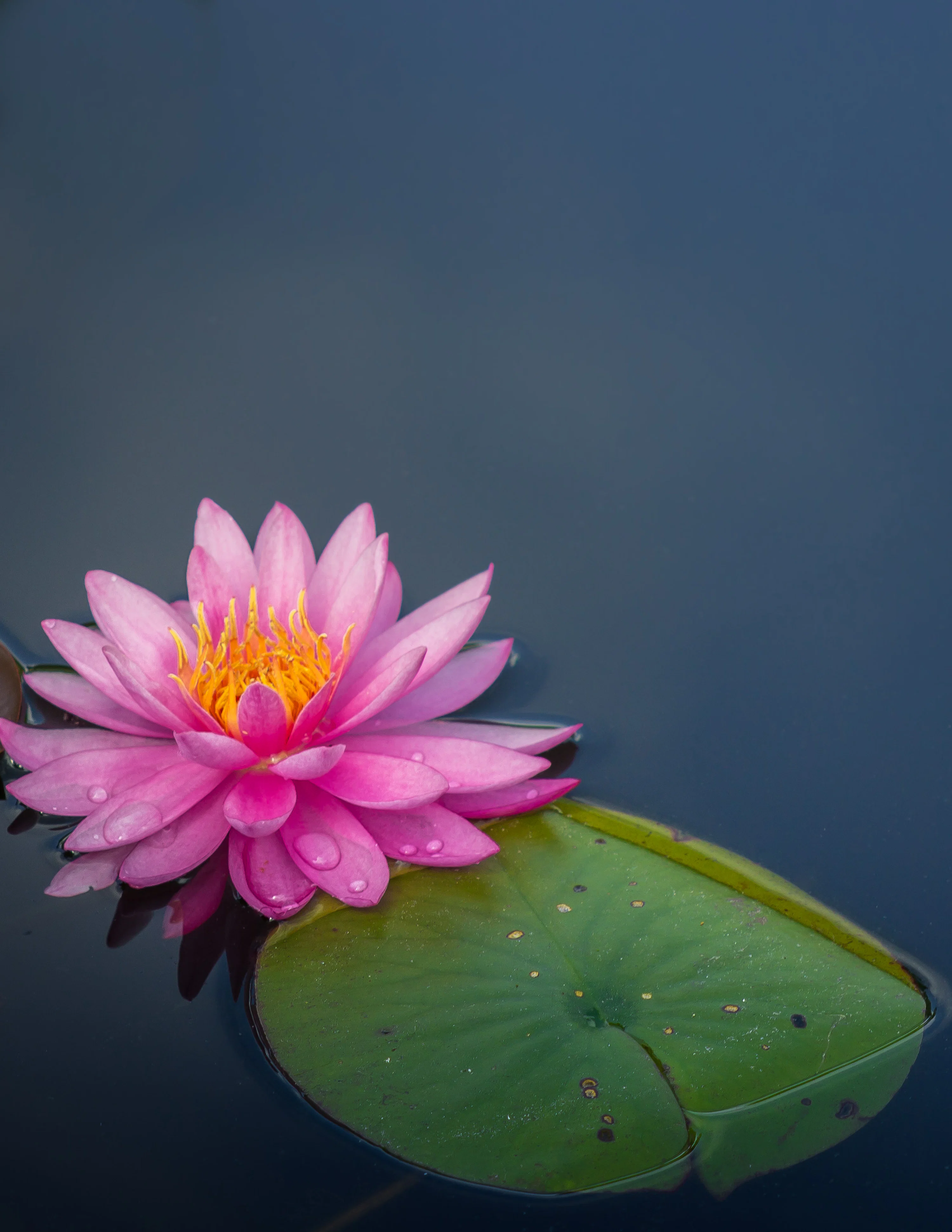 Water Lily Picture. Download Free Image