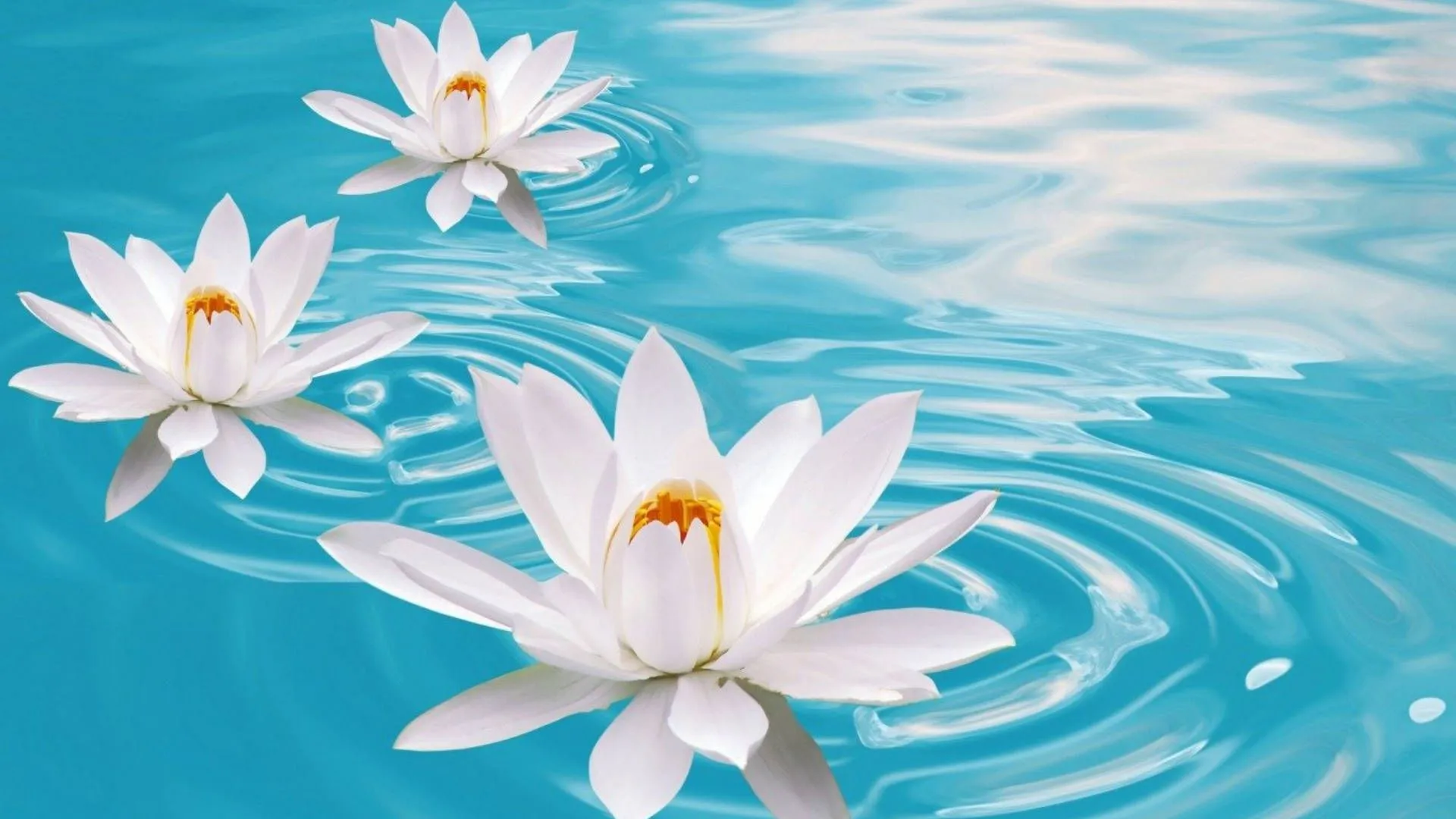 Download Three White Water Lilies Wallpaper