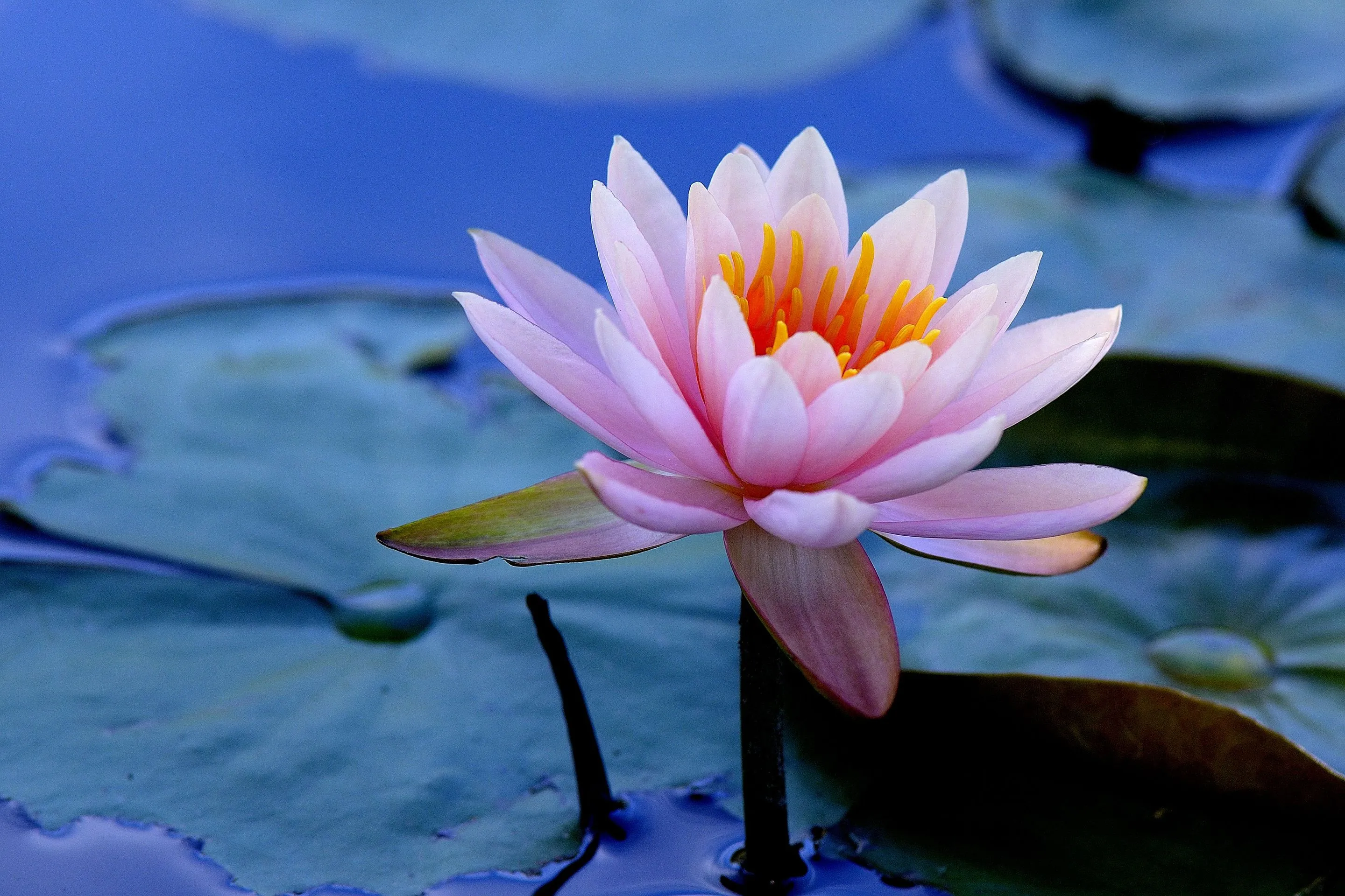 Wallpaper leaves, water, Lily, water Lily for mobile and desktop, section цветы, resolution 2880x1920