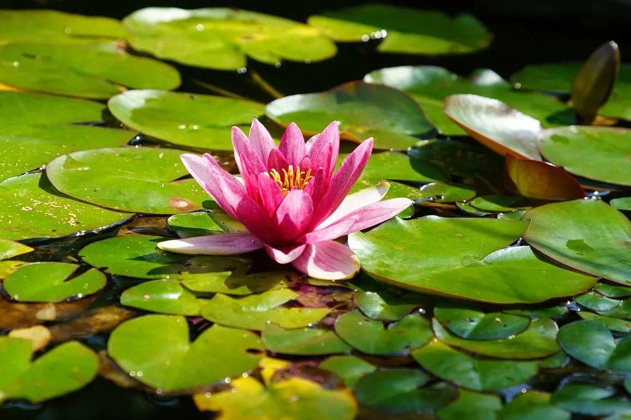 Water Lily Lotus Pink Flower
