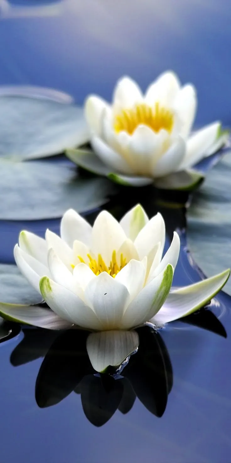 Flora, white flowers, close up, bloom, water lily, 1080x2160 wallpaper