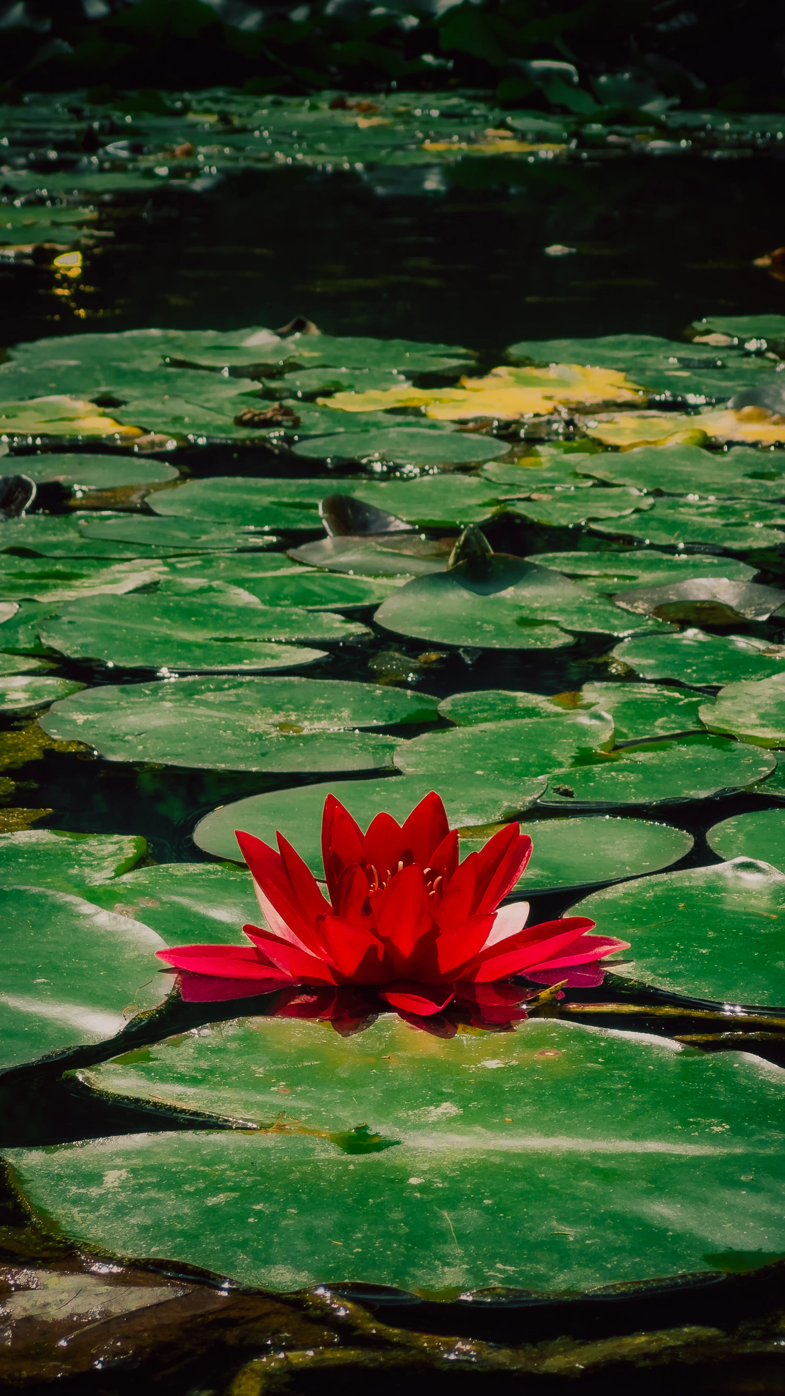 A red flower sitting on top of a green lily pad photo