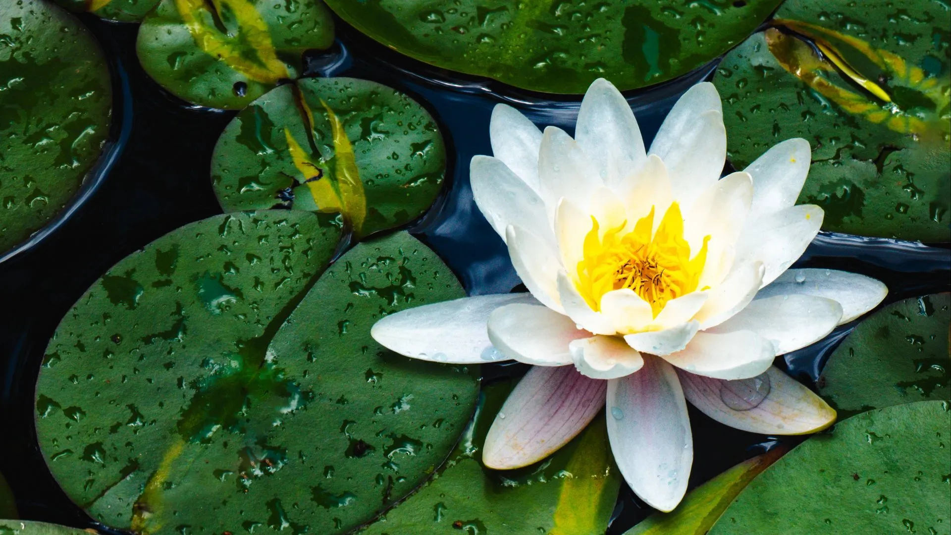 Download wallpaper 1920x1080 water lily, flower, petals, leaves, drops, water full hd, hdtv, fhd, 1080p HD background