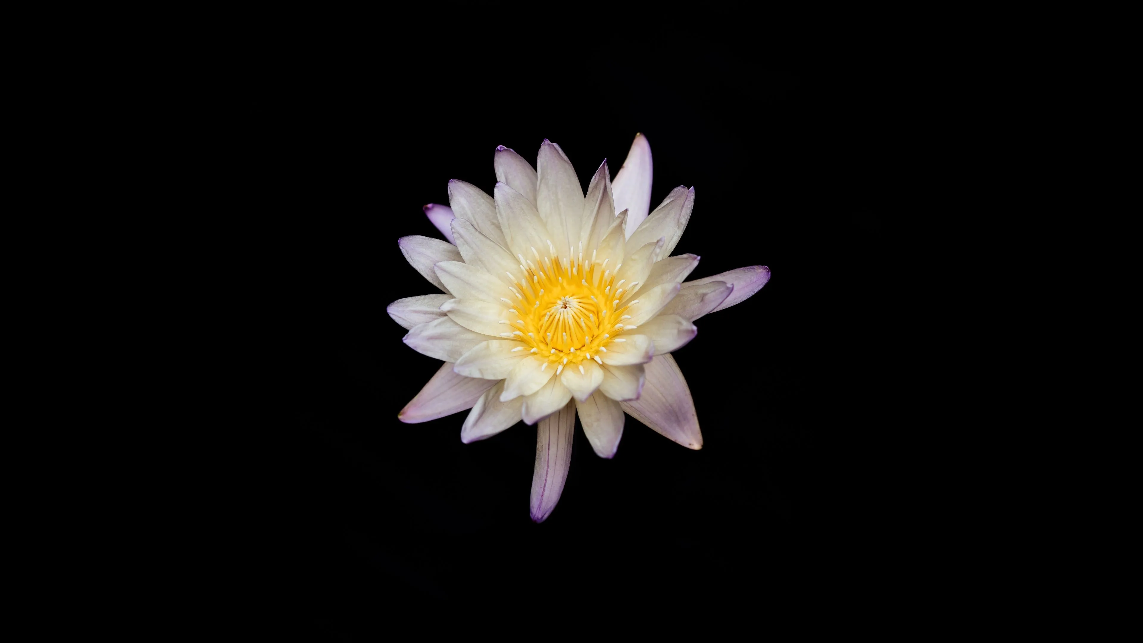 Water lily Wallpaper 4K, Lily flowers, Black background