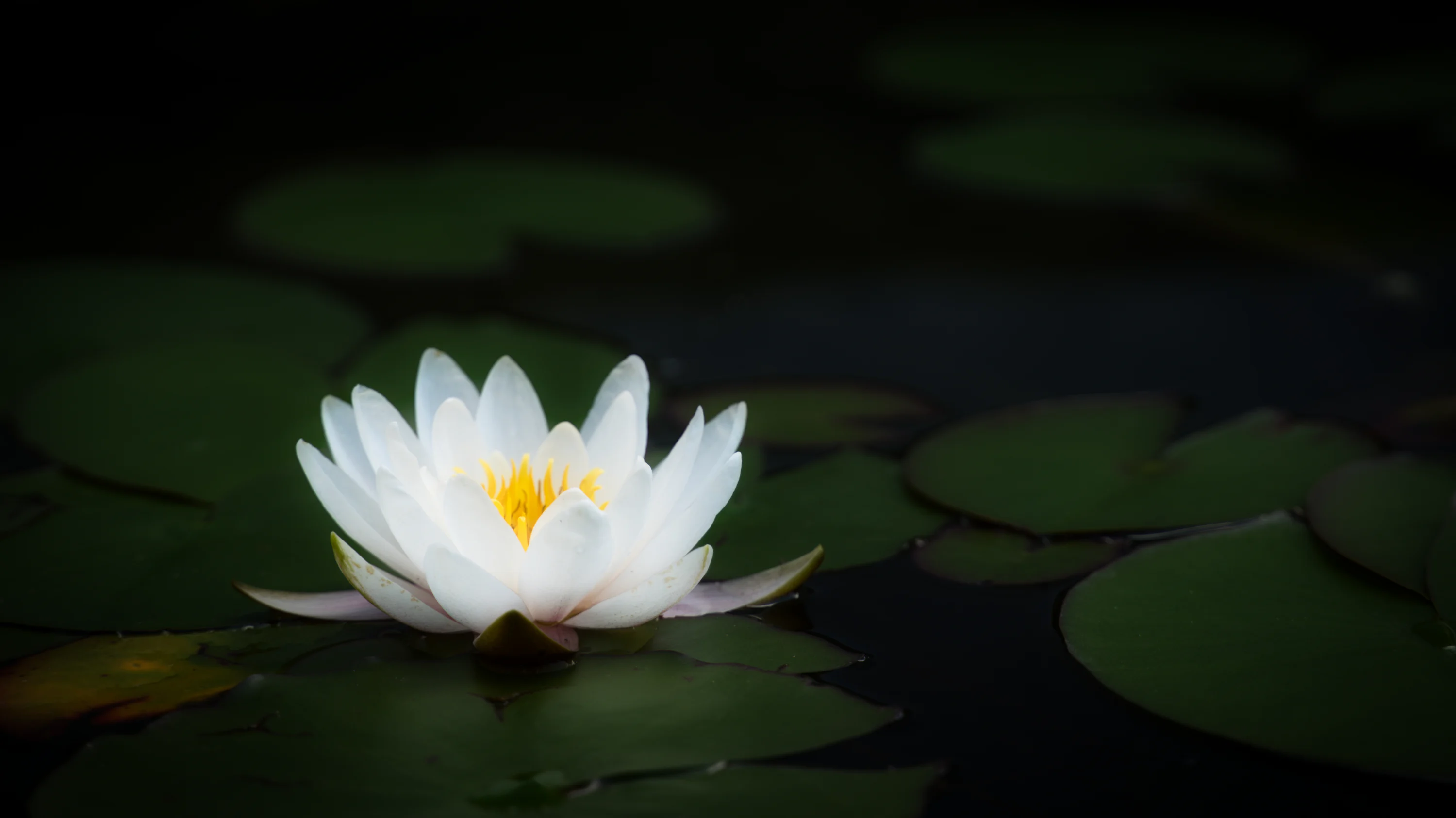 Water Lily Picture. Download Free Image