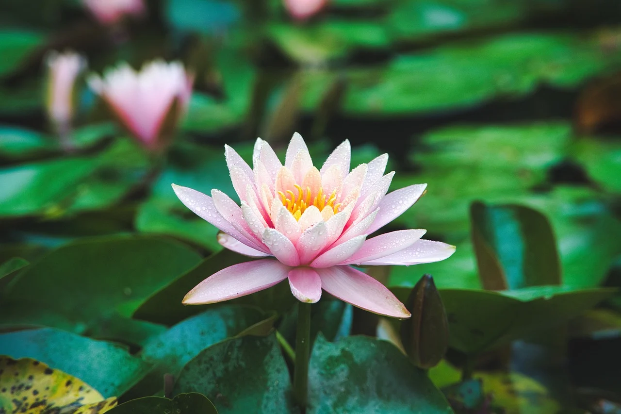 Water Lily Pink Fresh