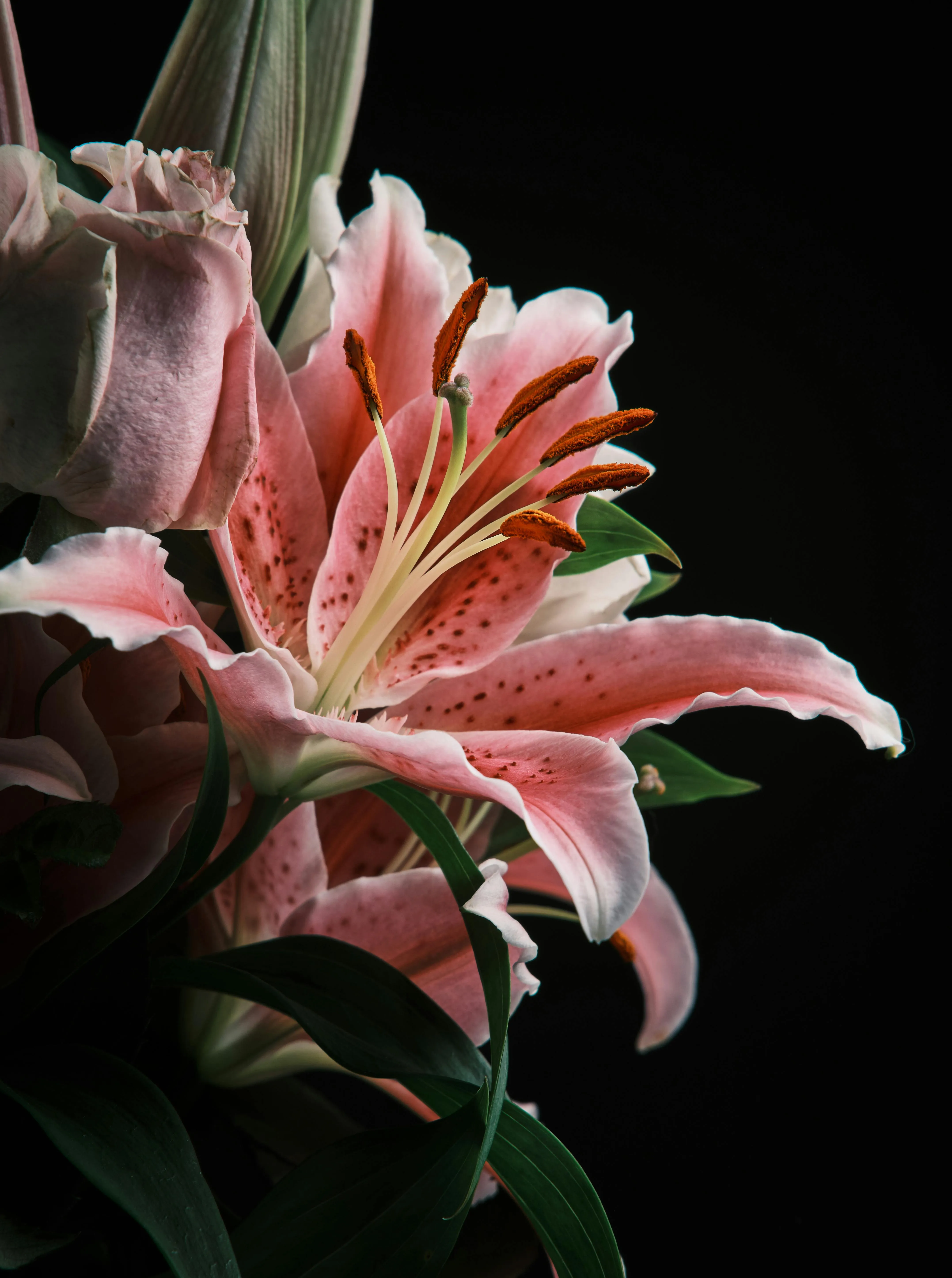 Pink Lily Photo, Download The BEST Free Pink Lily & HD Image