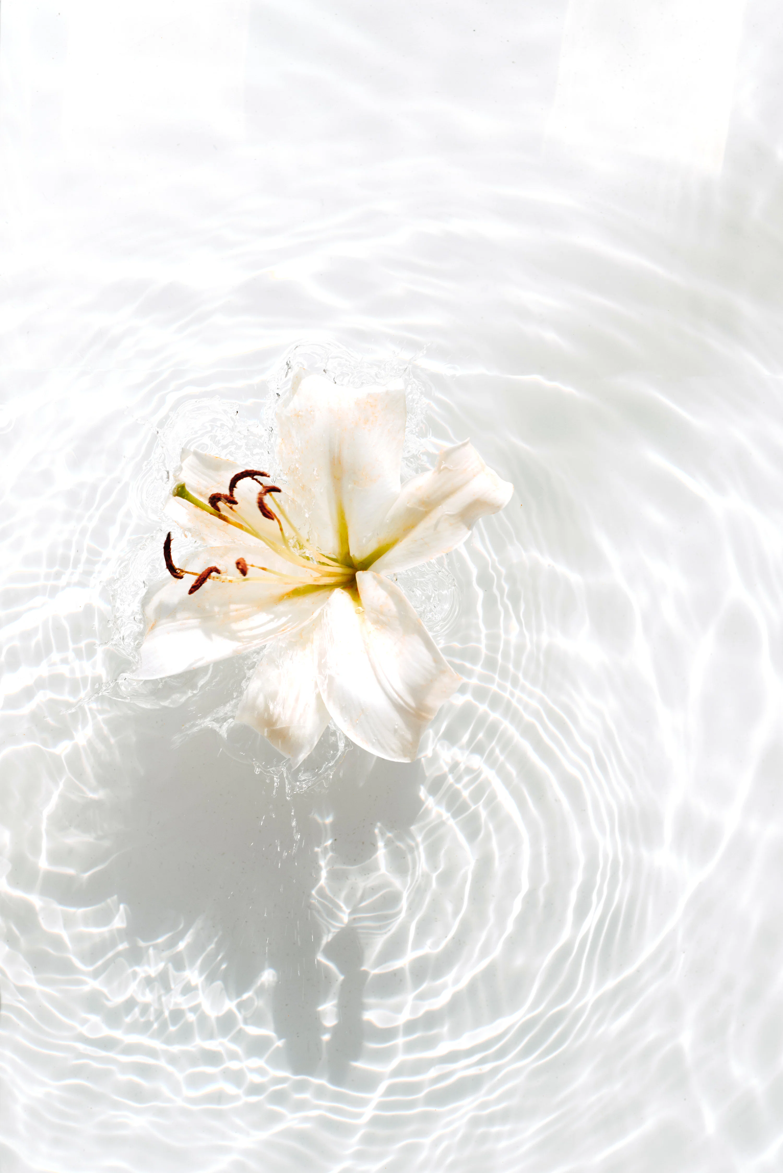 Lily Picture. Download Free Image