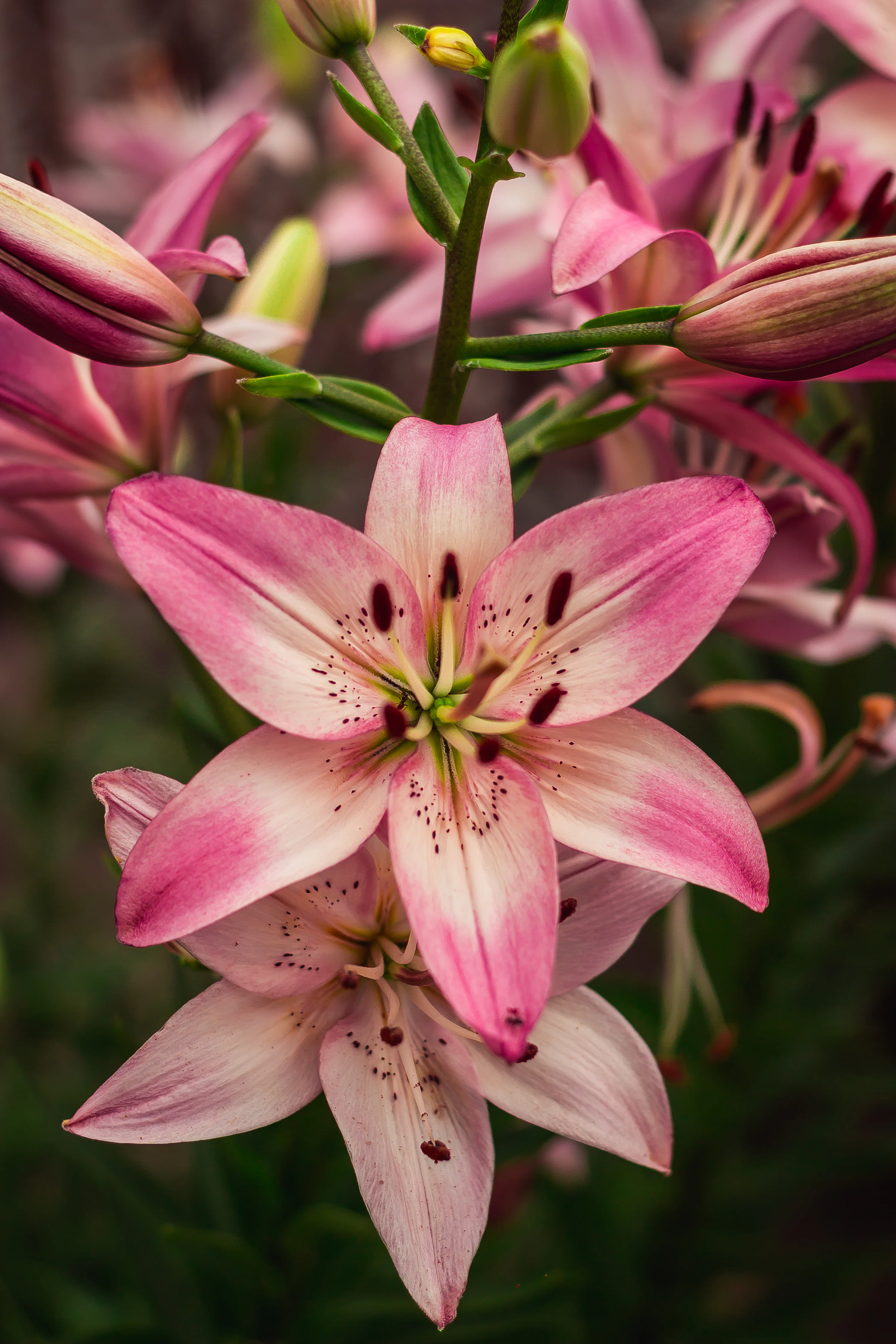 Lily Picture. Download Free Image
