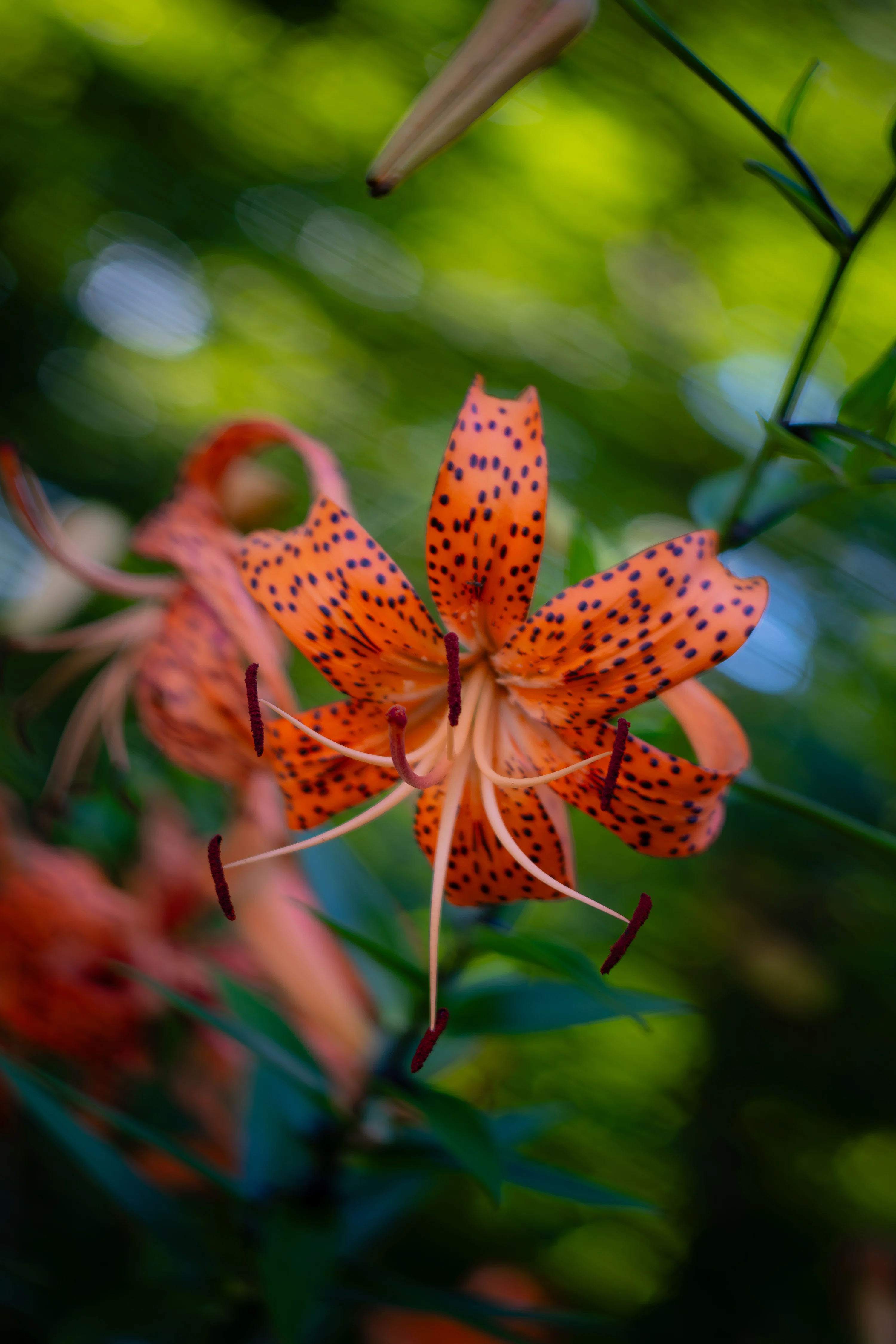 A beautiful tiger lily blooms in the sunlight. photo