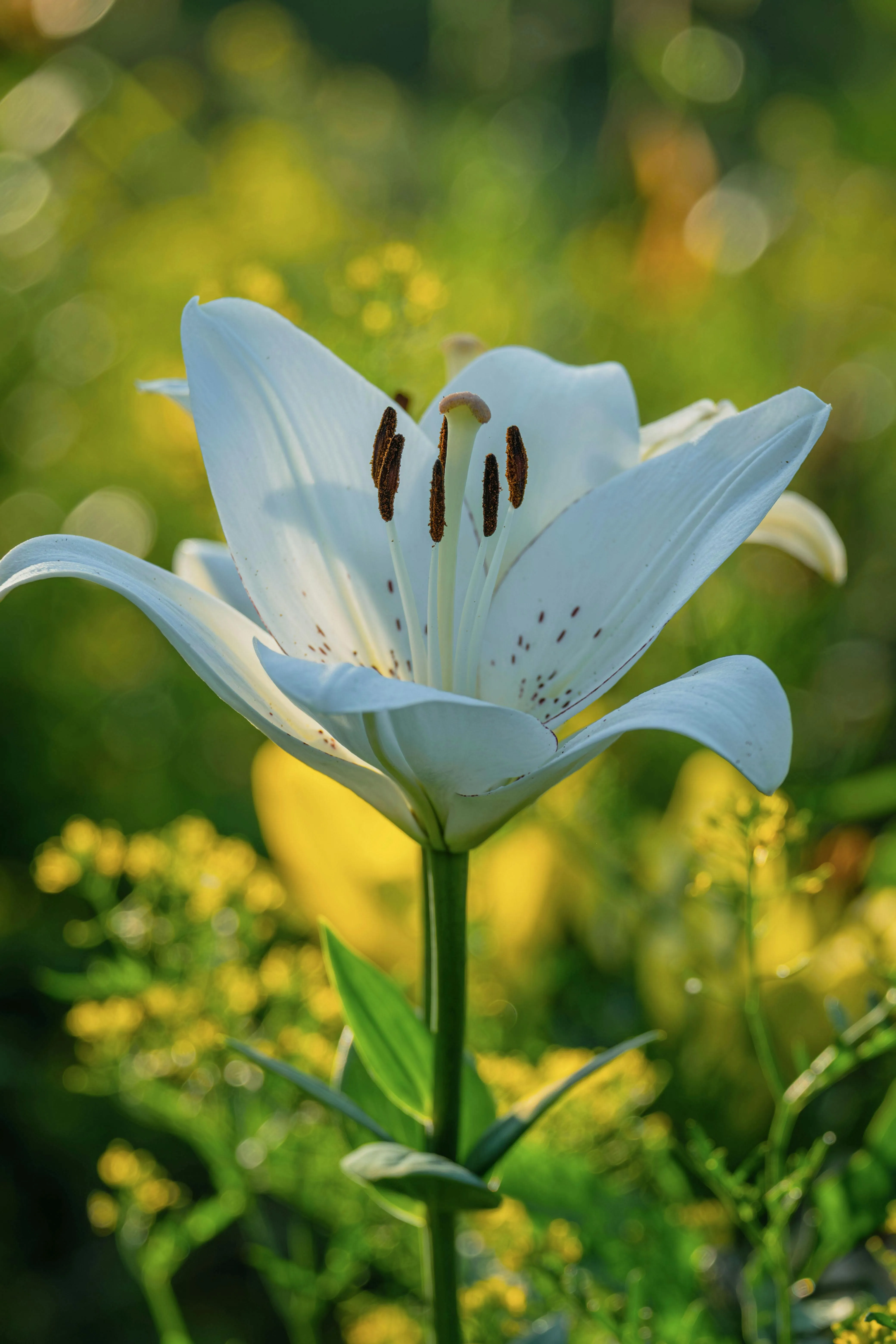 Lily Photo, Download The BEST Free Lily & HD Image