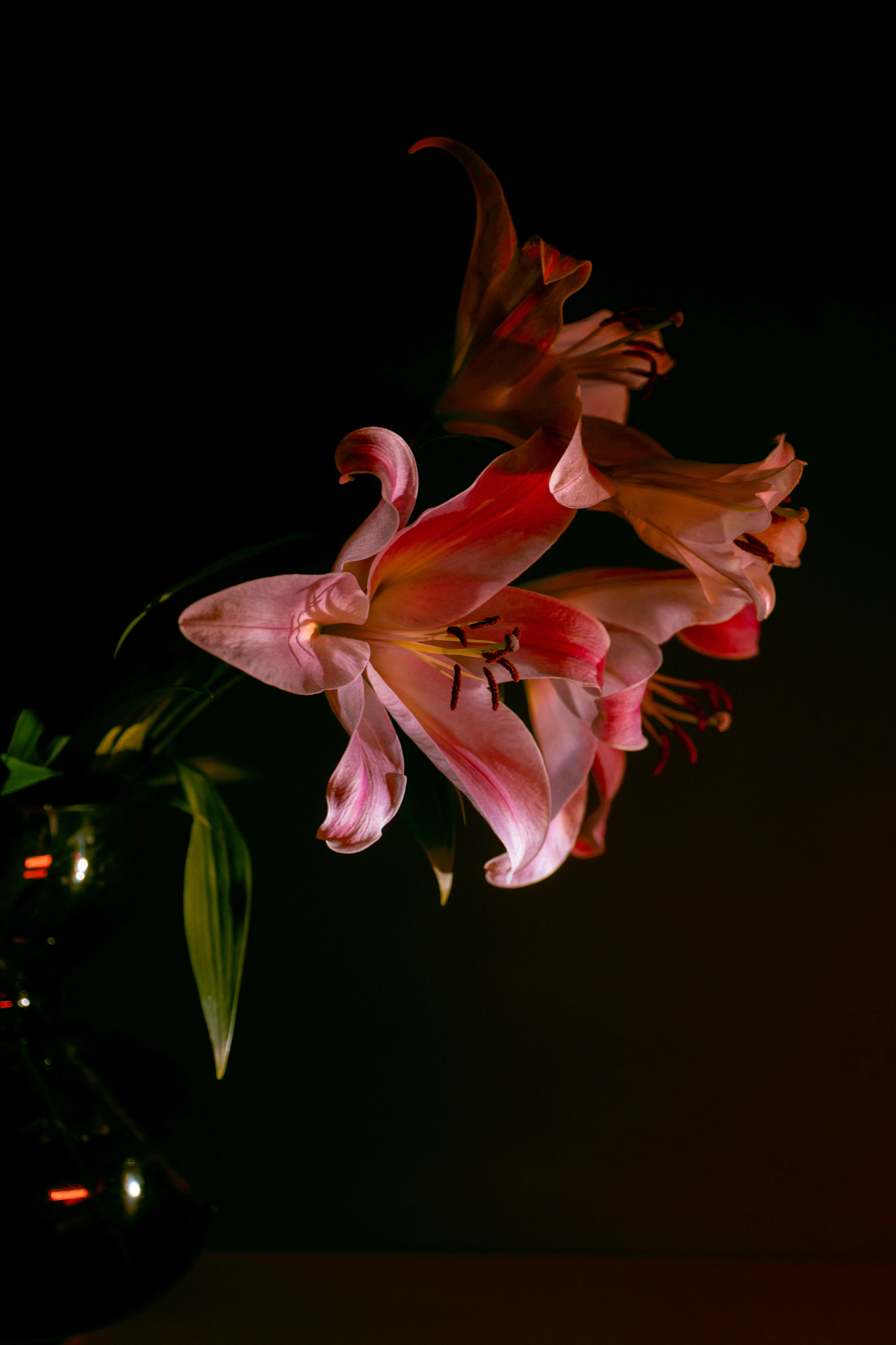 Pink Lily Picture. Download Free Image