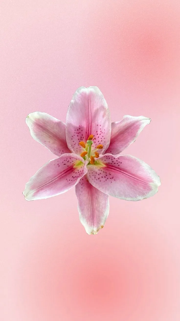 Pink Lilly Wallpaper