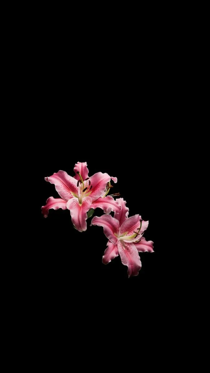Lily #wallpaper