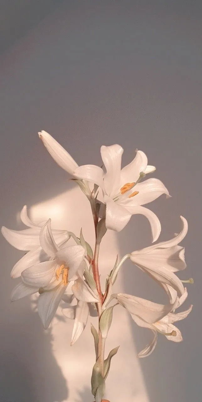 Flower aesthetic, Flowery wallpaper, Flower phone wallpaper