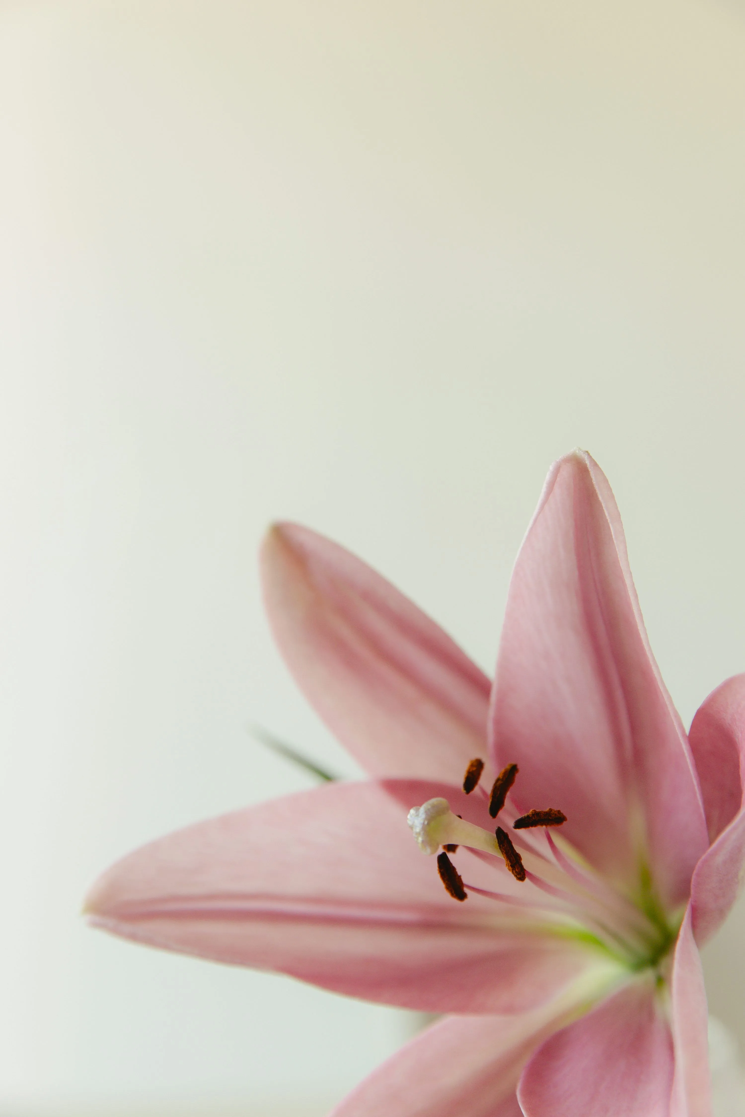 Pink Lily Flower Close Up On A White Background. Photo