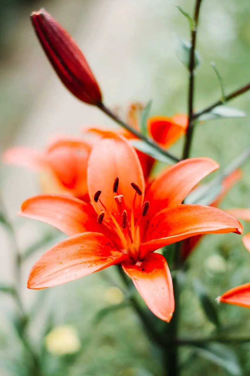 Lily Flower Plant Orange