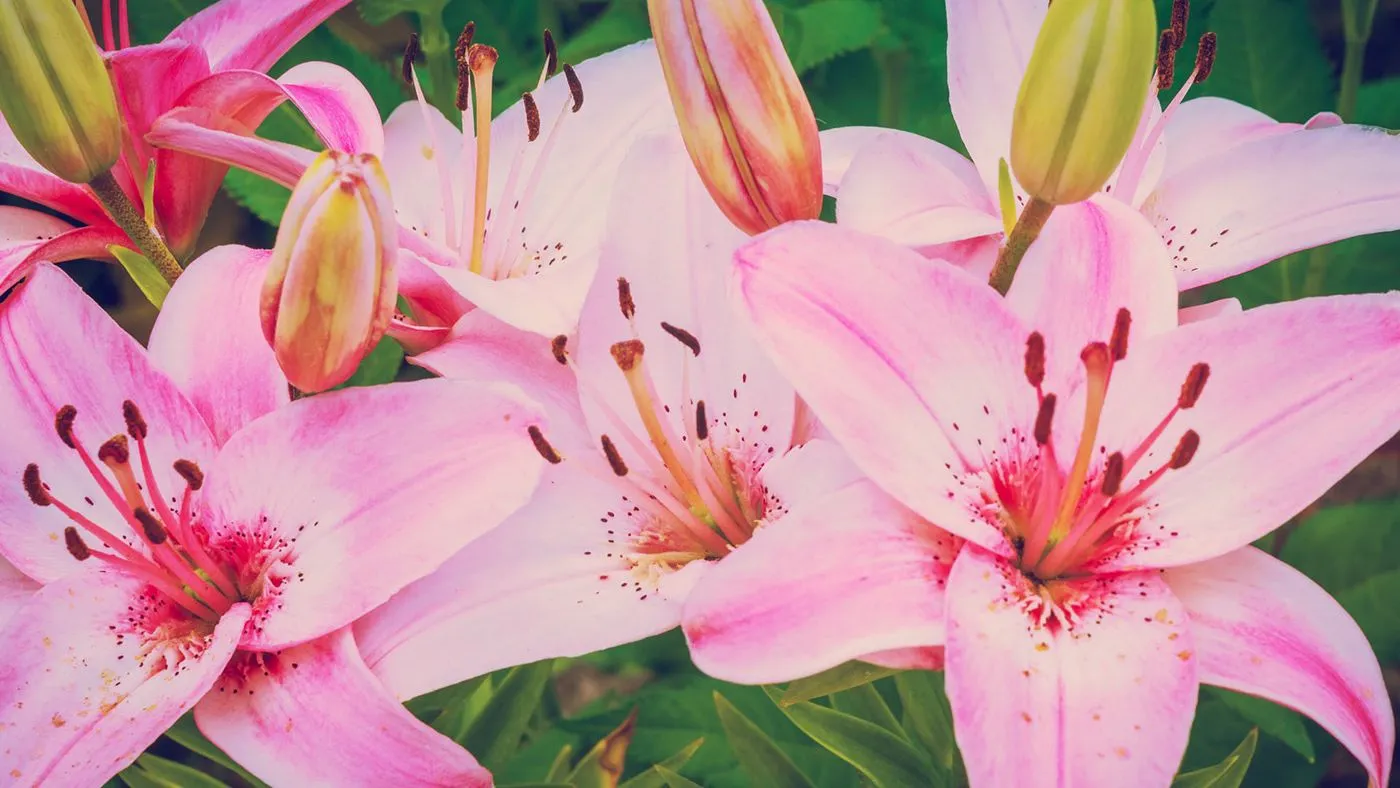 Lily flowers free wallpaper - Behance