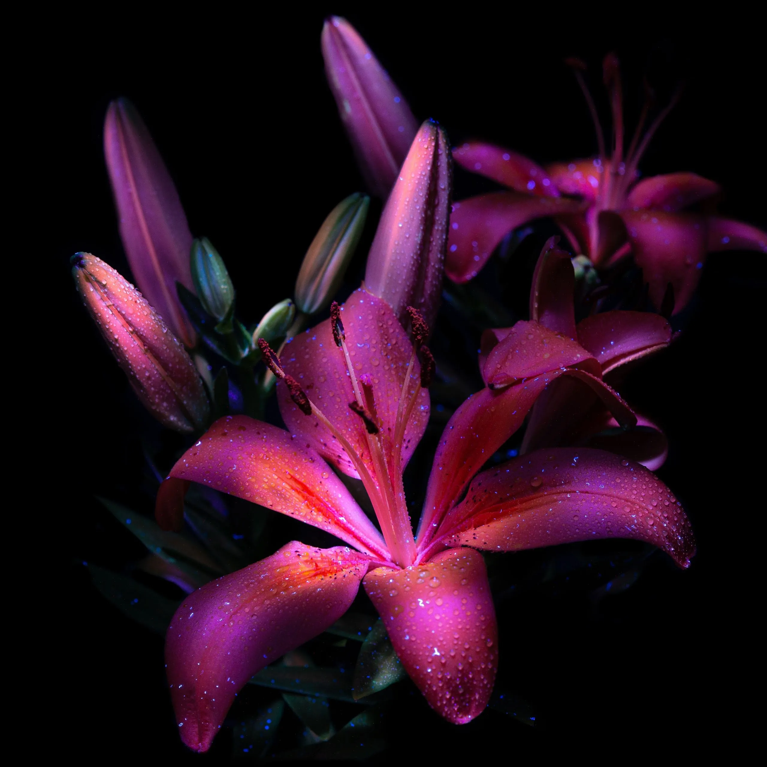 Purple lily Wallpaper 4K, Dark aesthetic, Bloom, Glowing
