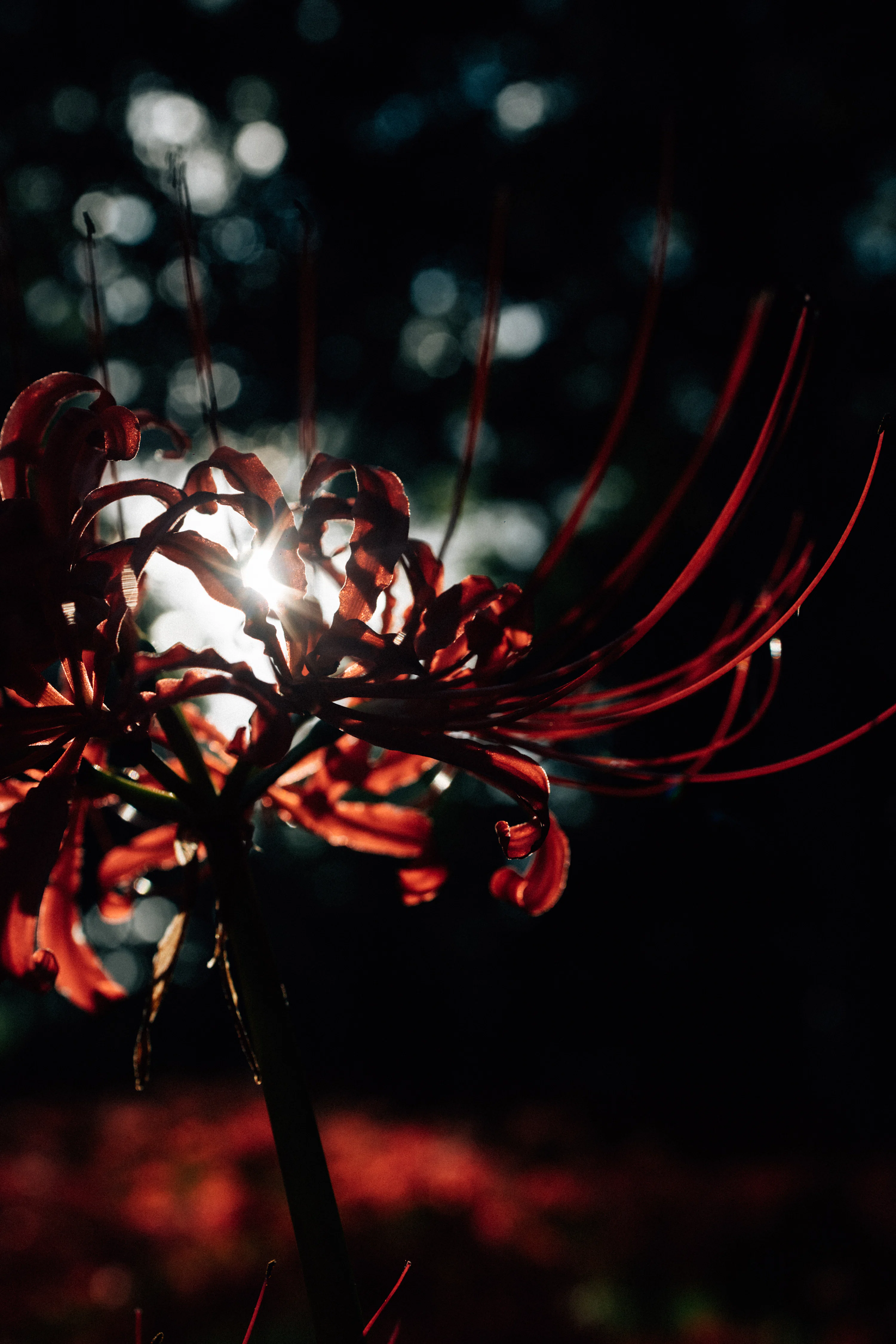 Red spider lily backlit by the sun with water droplets. photo