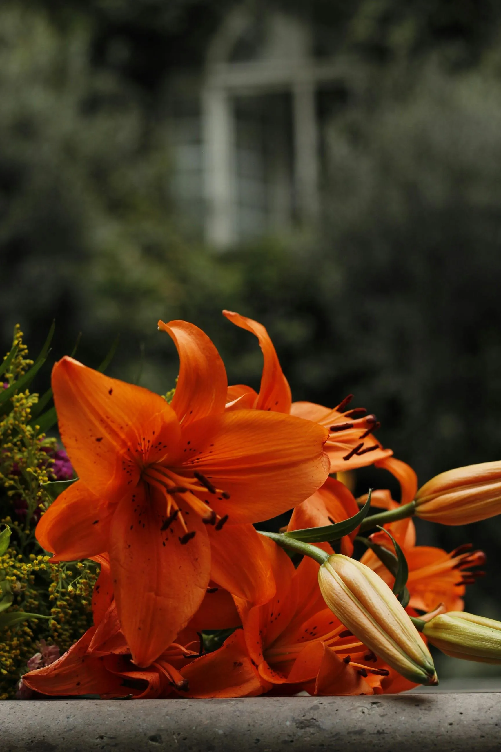 Lily Photo, Download The BEST Free Lily & HD Image
