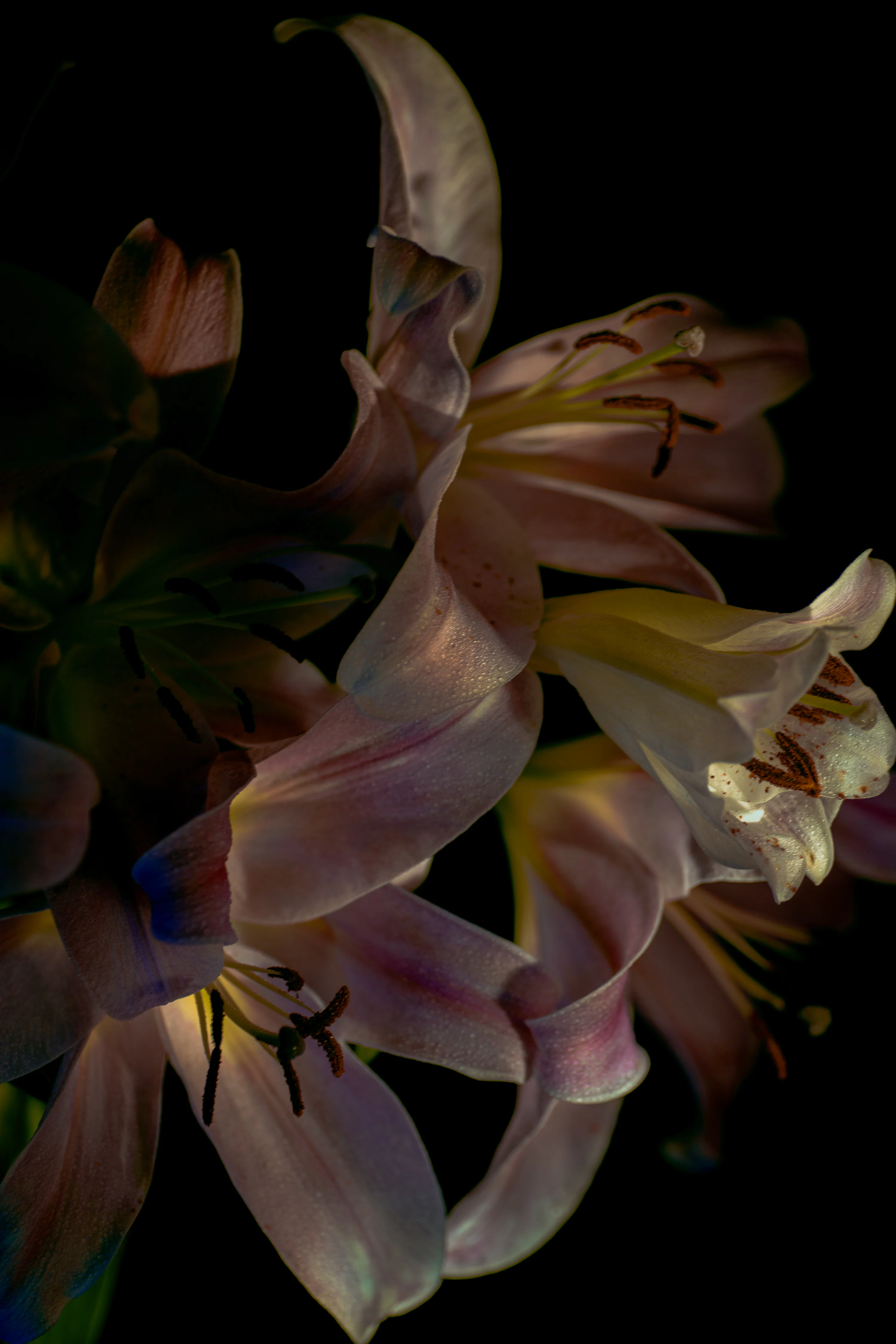 Lily Picture. Download Free Image