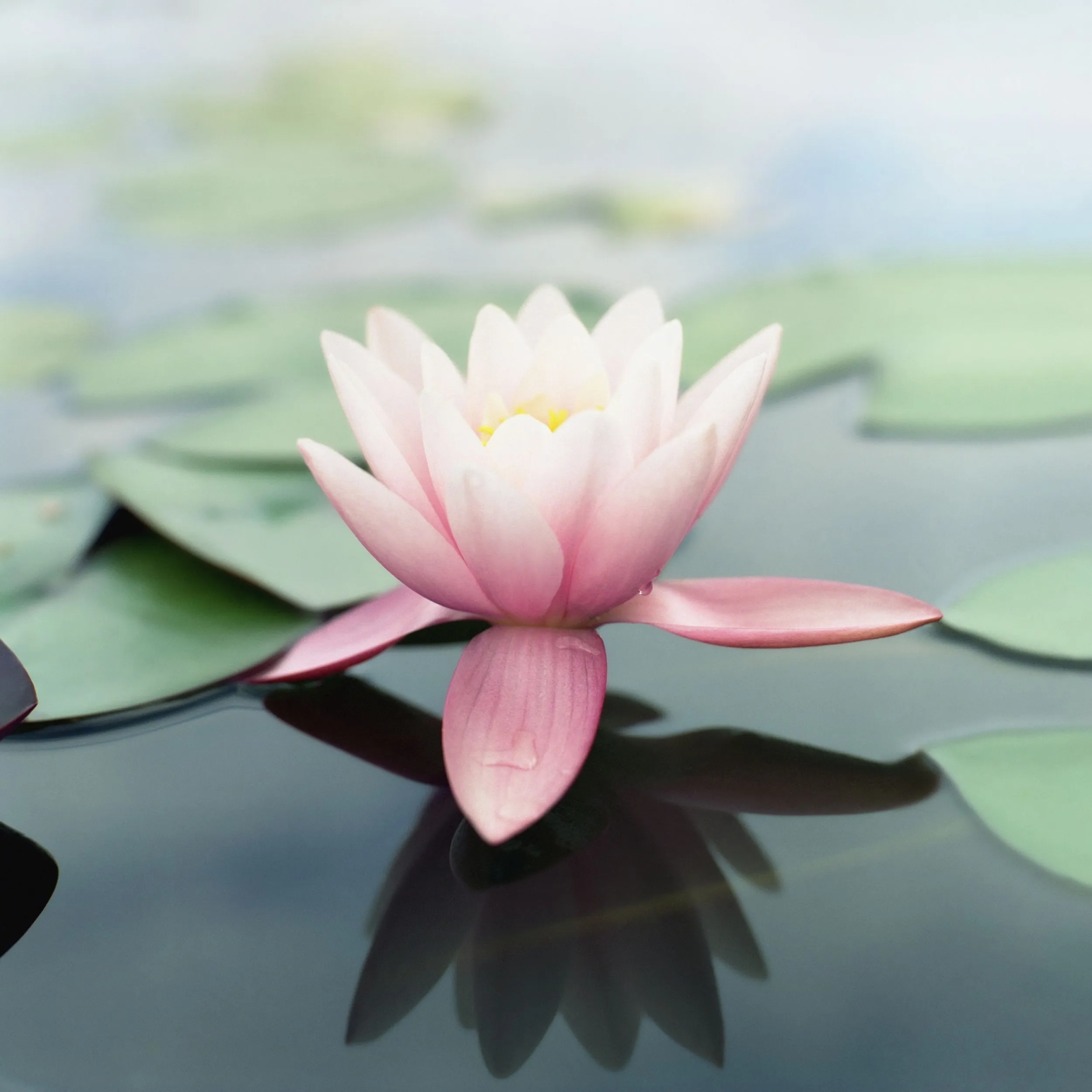 Most Popular Original iPhone Lily Pad Wallpaper