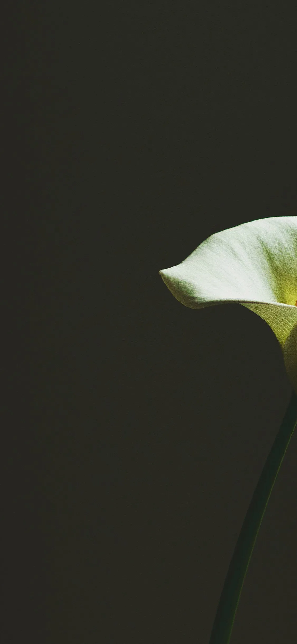 Lily Flower Minimal Simple Green Nature iPhone Wallpaper
