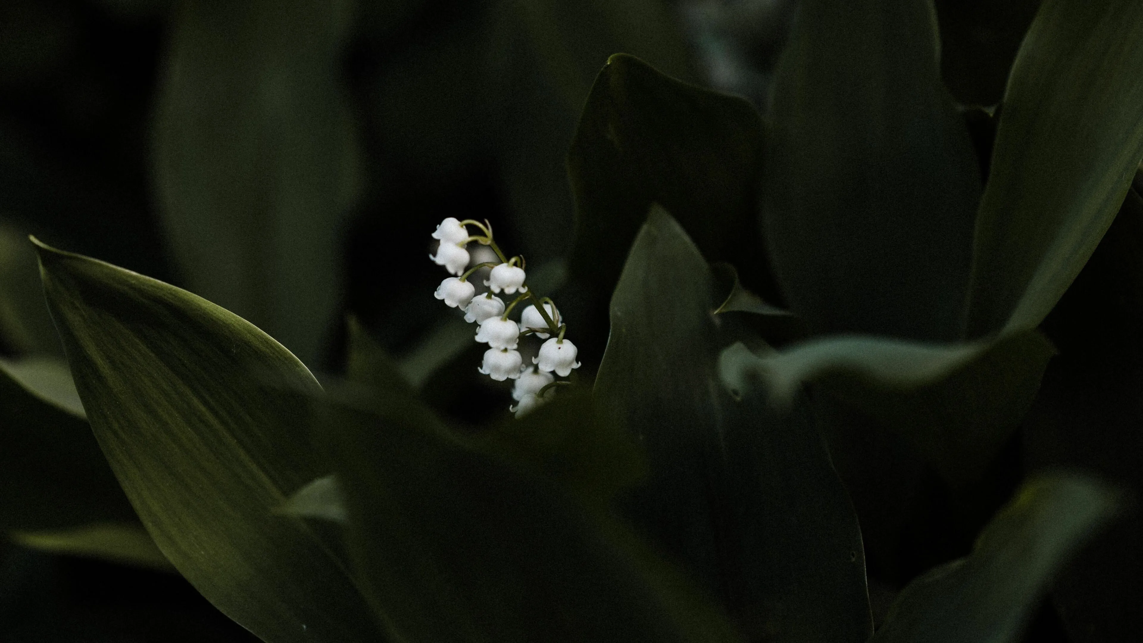 Lily of the Valley Wallpaper