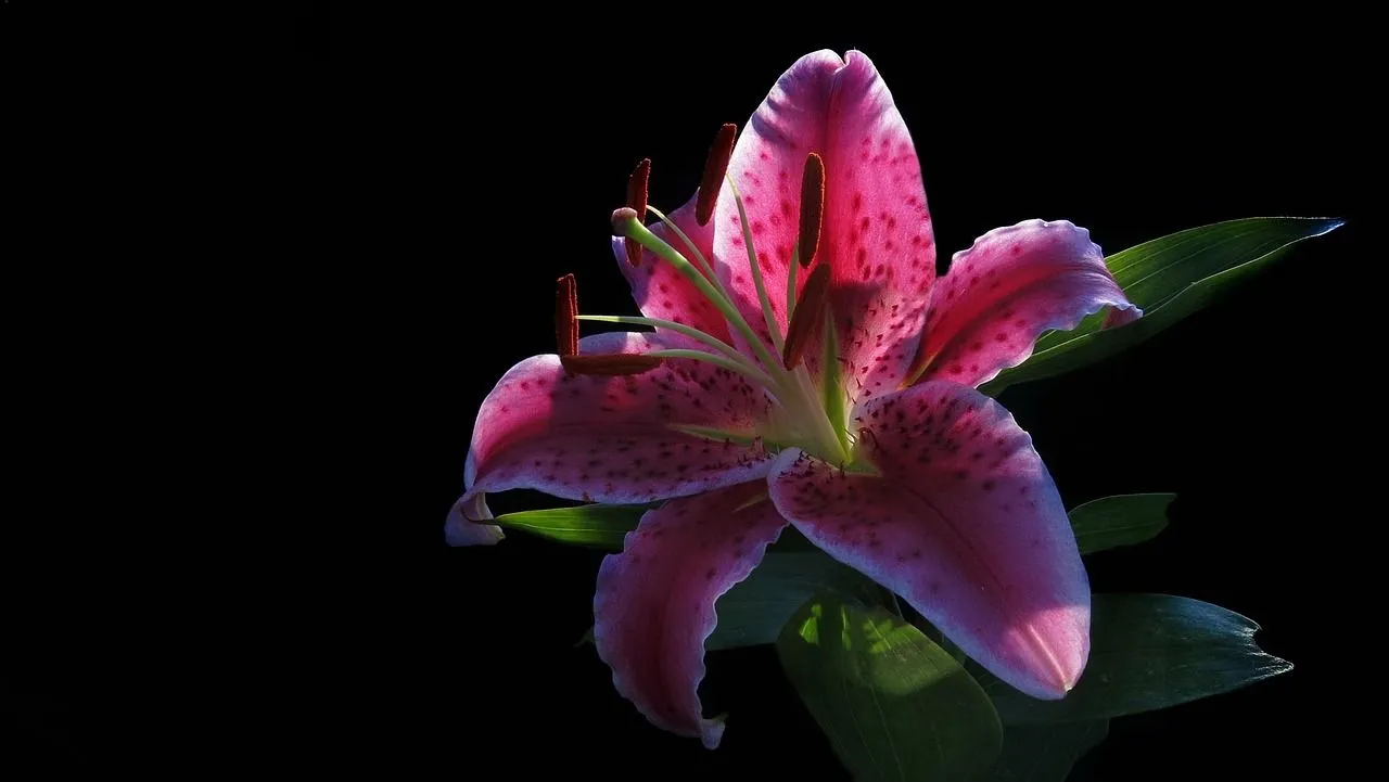 Free Stargazer Lily & Nature Image