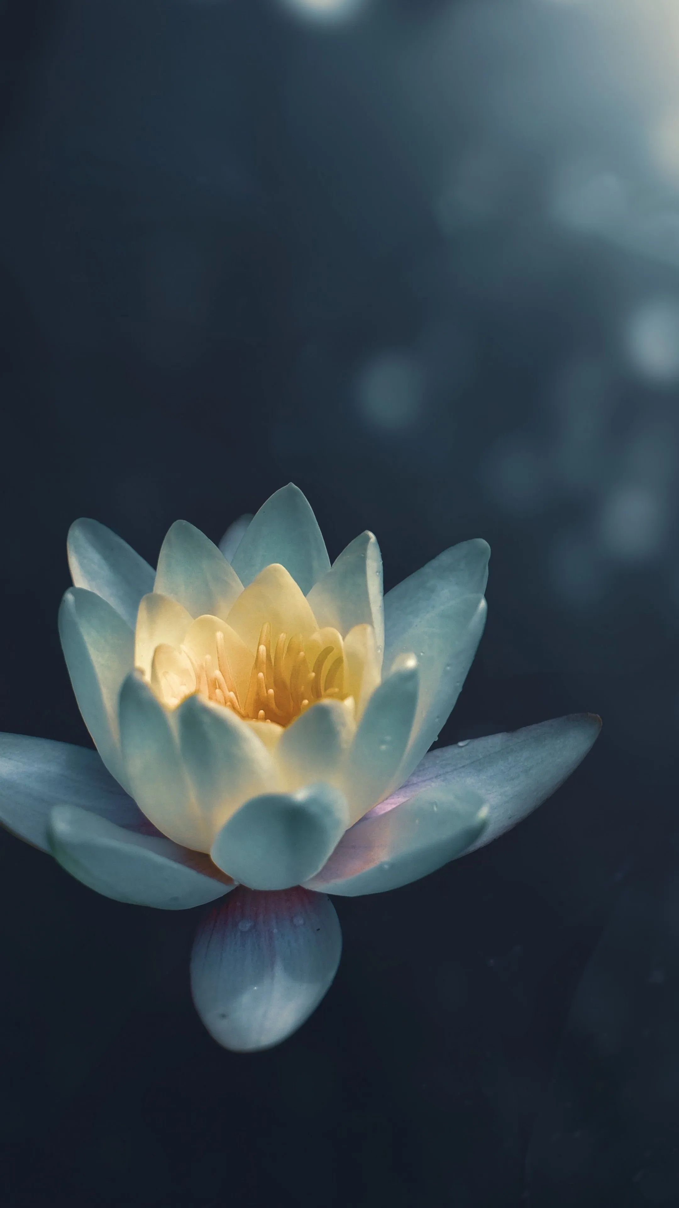 Lily Pad Wallpaper