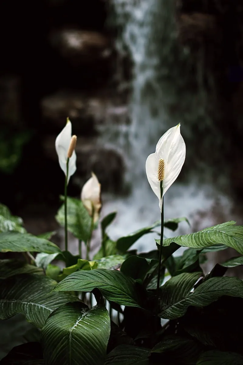 White lily, petals, blurry, leaves, Flowers, HD phone wallpaper