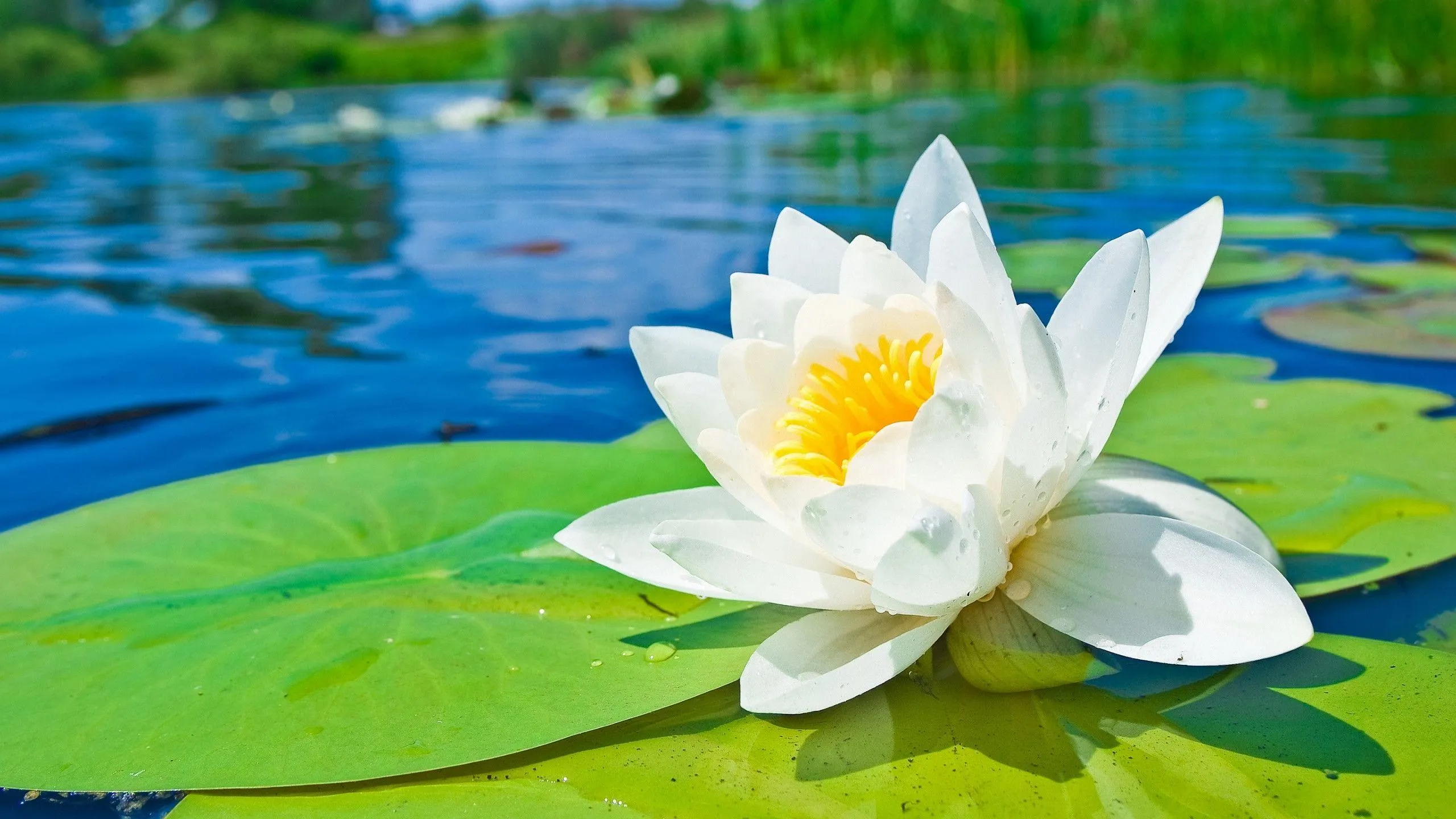 Water Lily Nature Desktop Wallpaper 119452