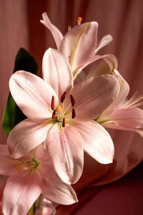Center lily Image