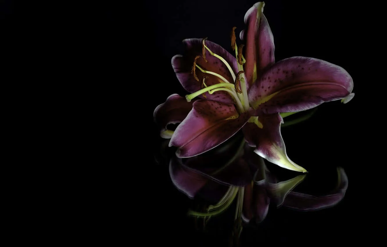 Download Purple Lily Flower Wallpaper
