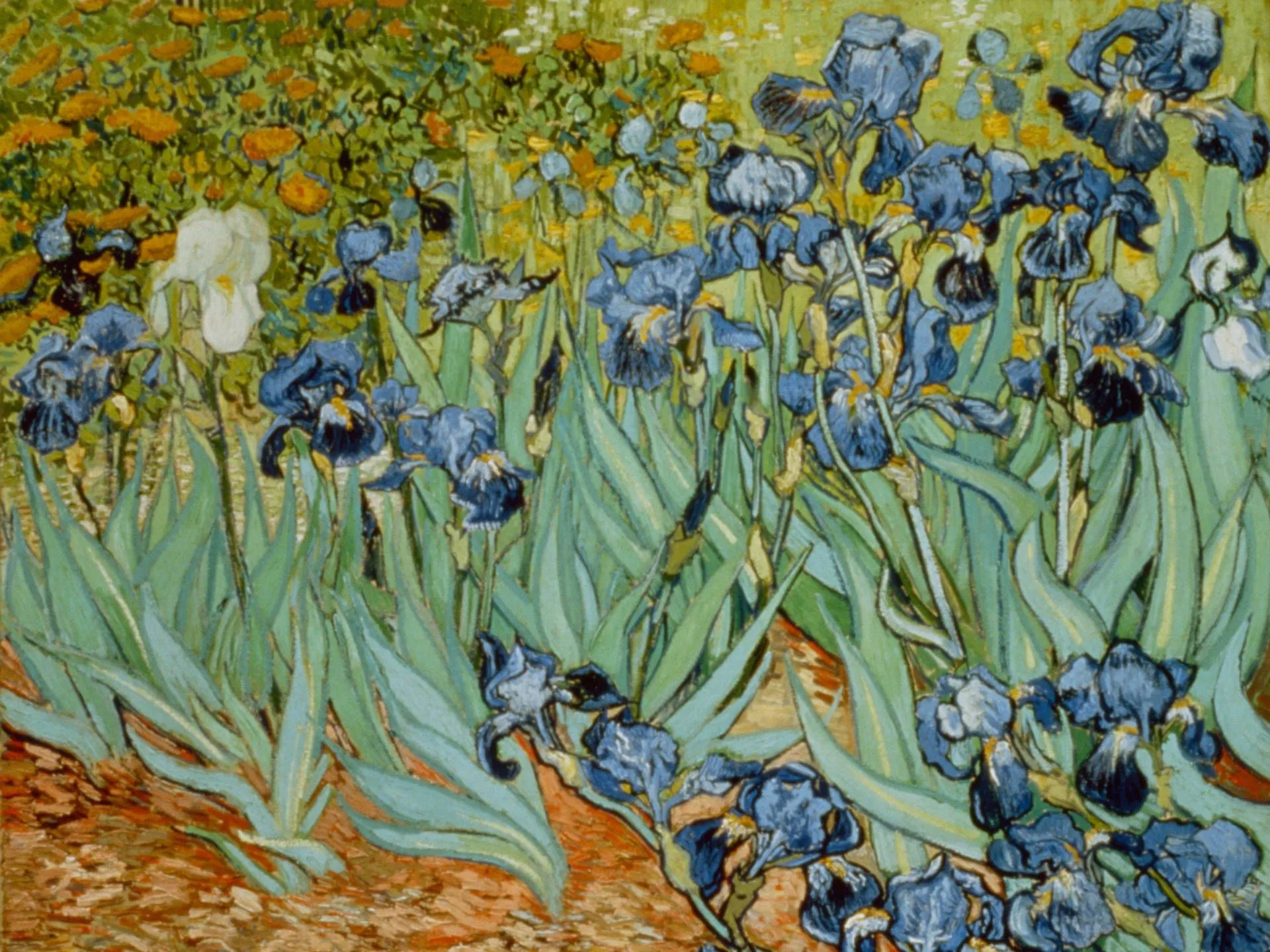 Download Van Gogh Irises Painting Wallpaper