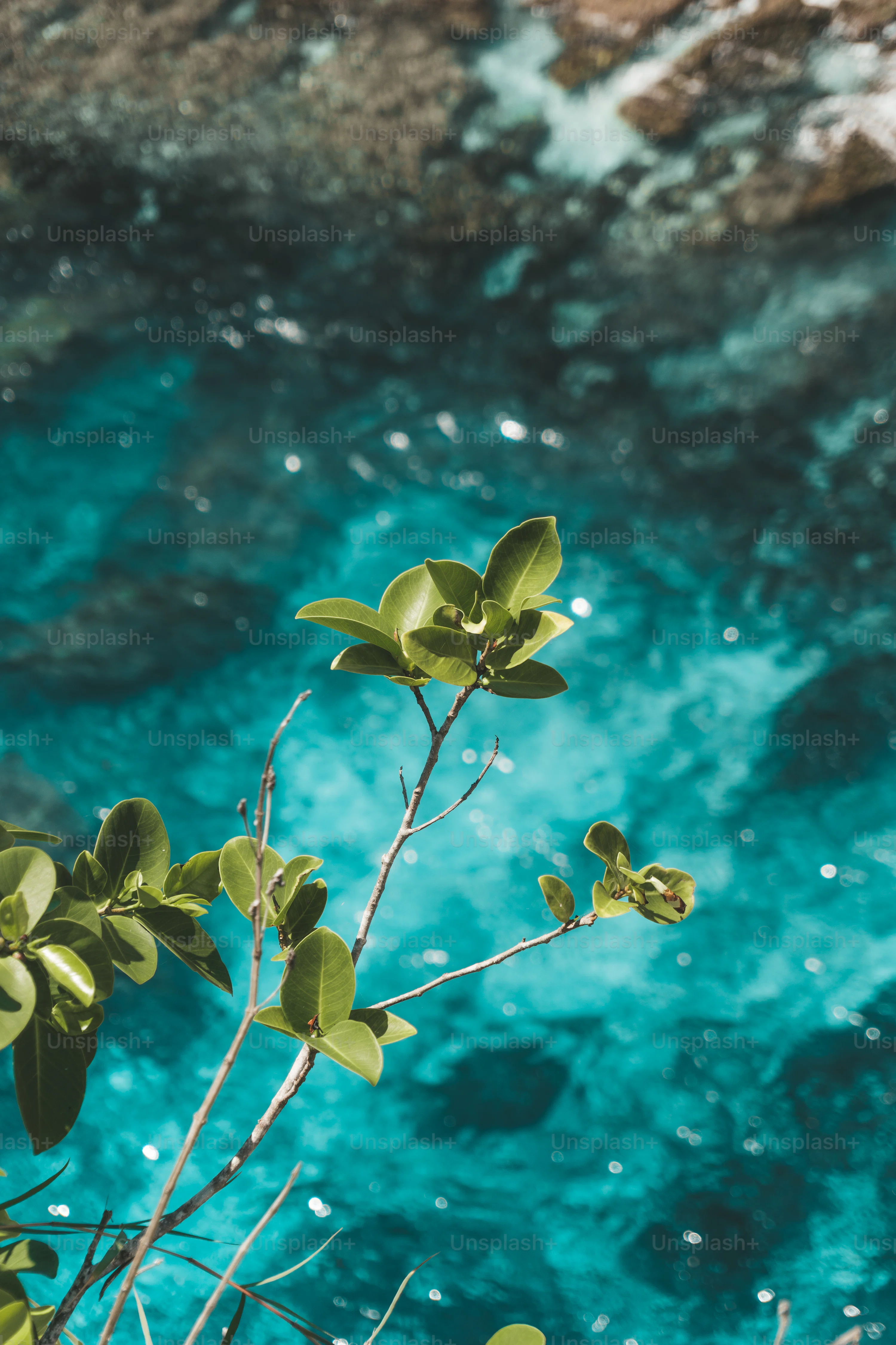Nature Phone Wallpaper 4K & HD Downloads