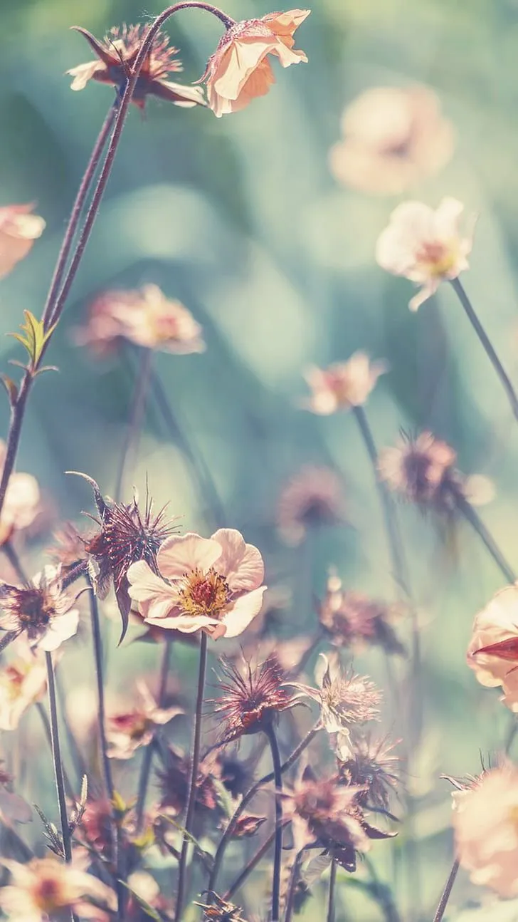 HD wallpaper: phone, nature, flowers
