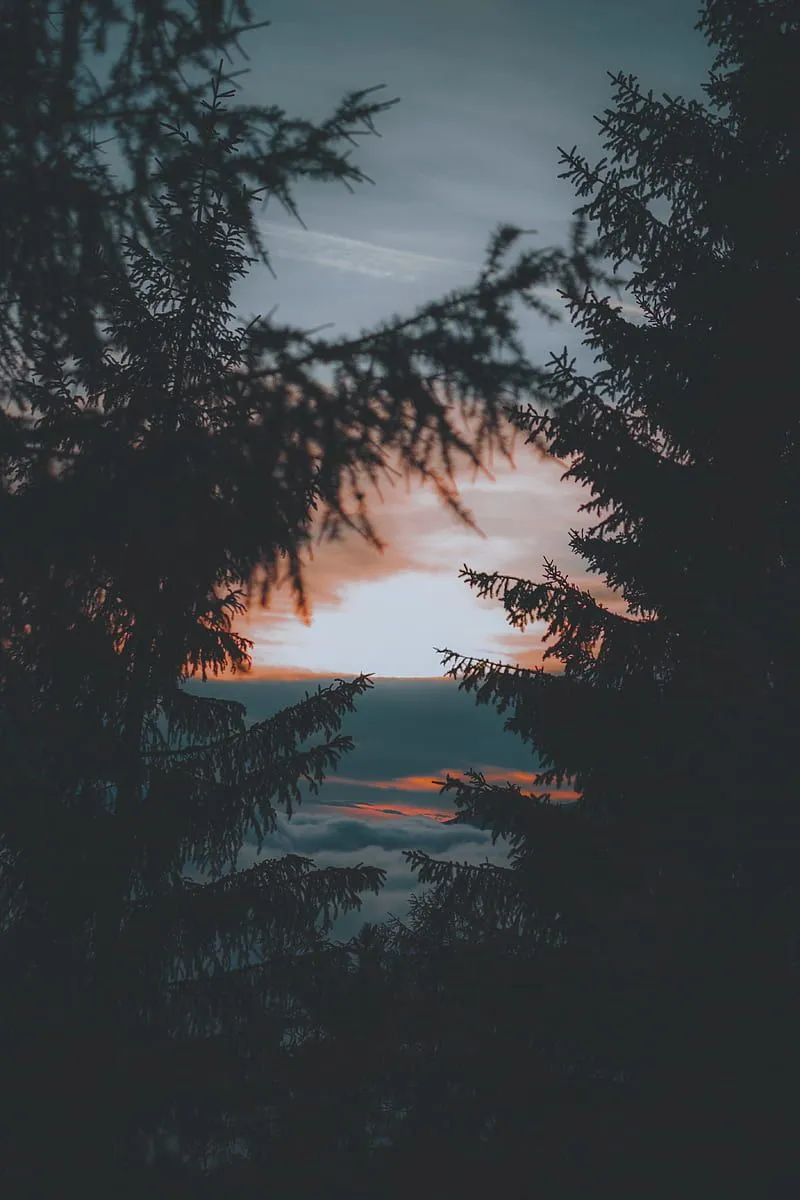Trees, sunset, twilight, dark, landscape, HD phone wallpaper