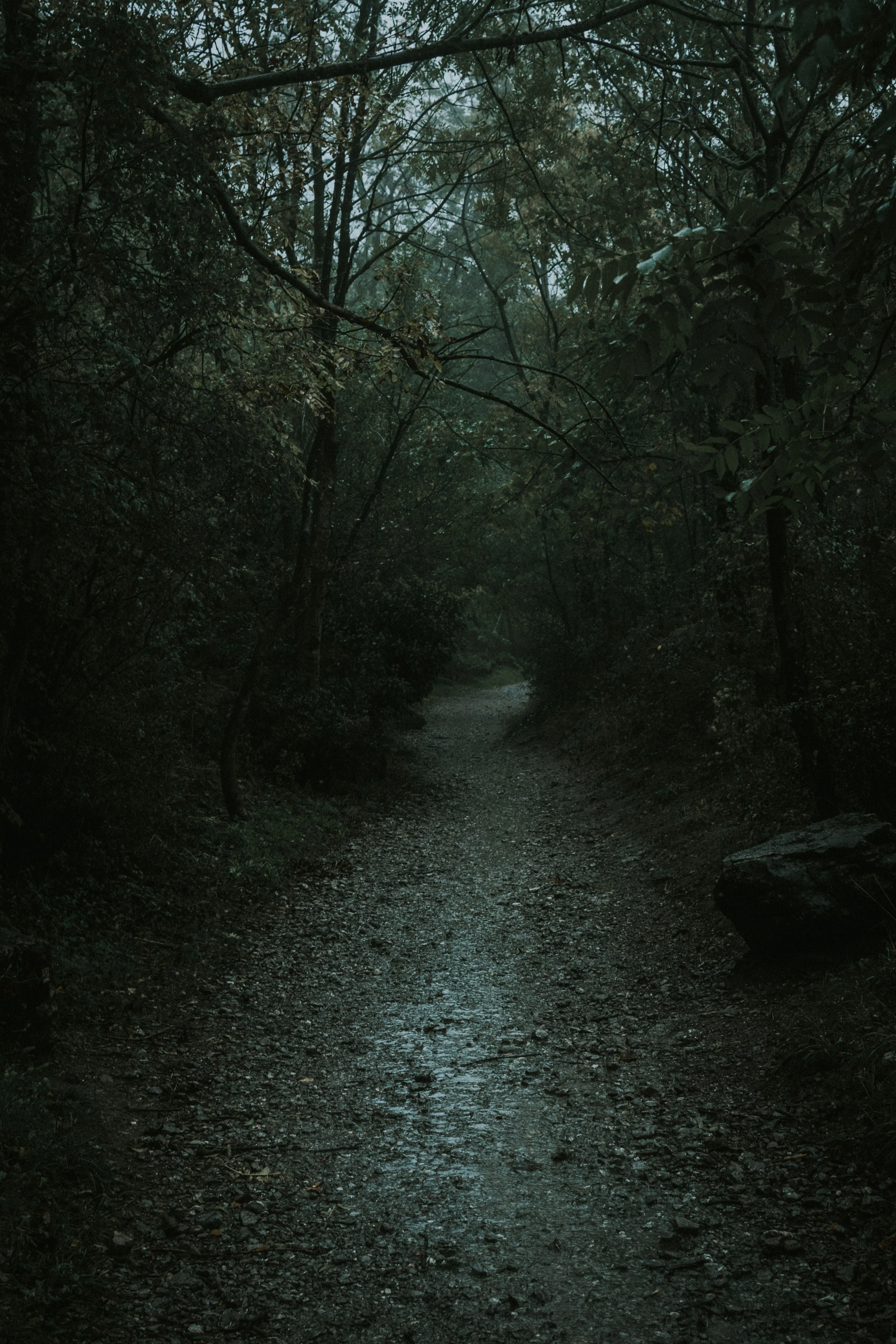 Wallpaper Nature, Black, Tree, Natural Environment, Natural Landscape, Background Free Image