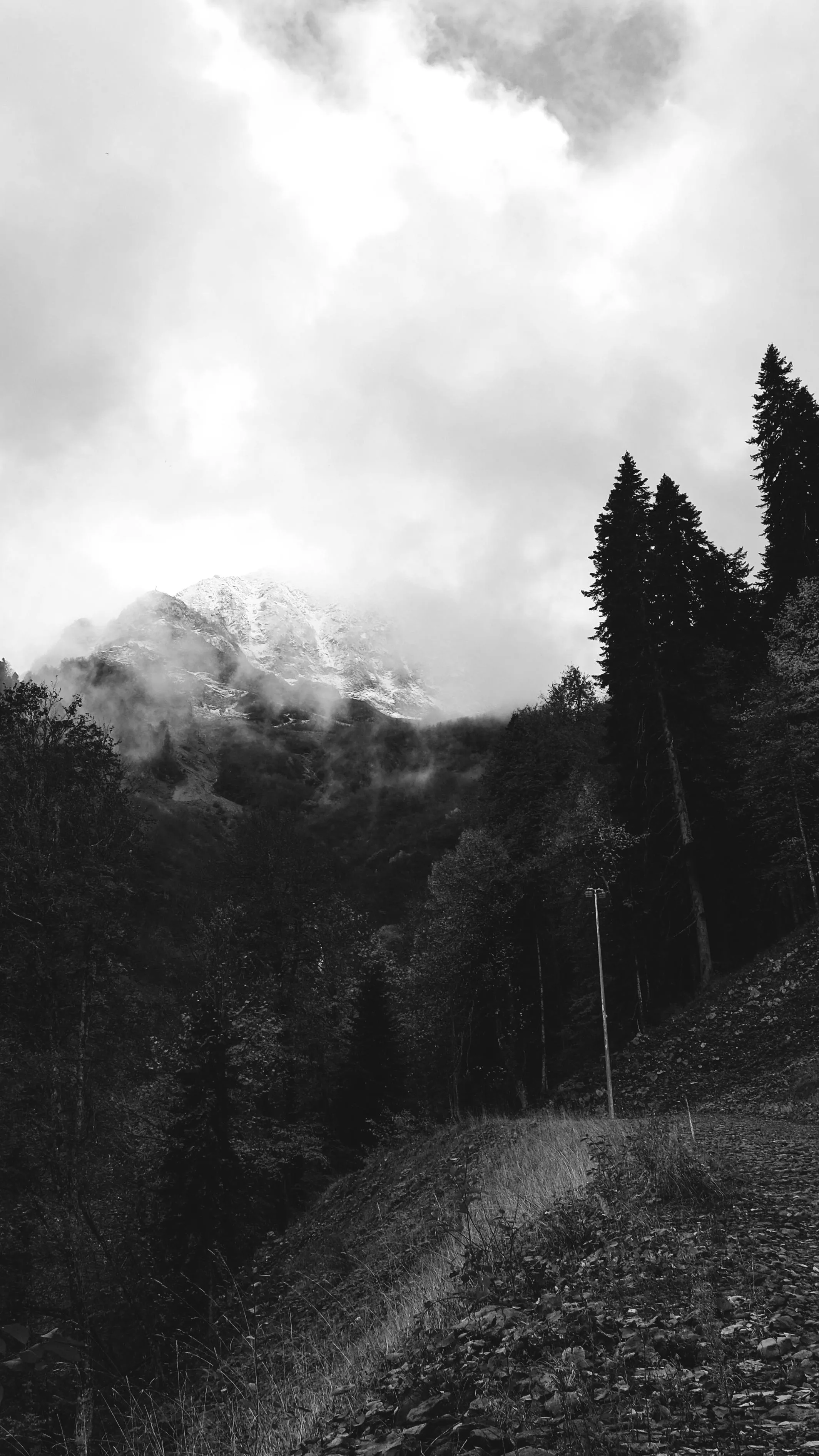 Black And White Nature Photo, Download The BEST Free Black And White Nature & HD Image