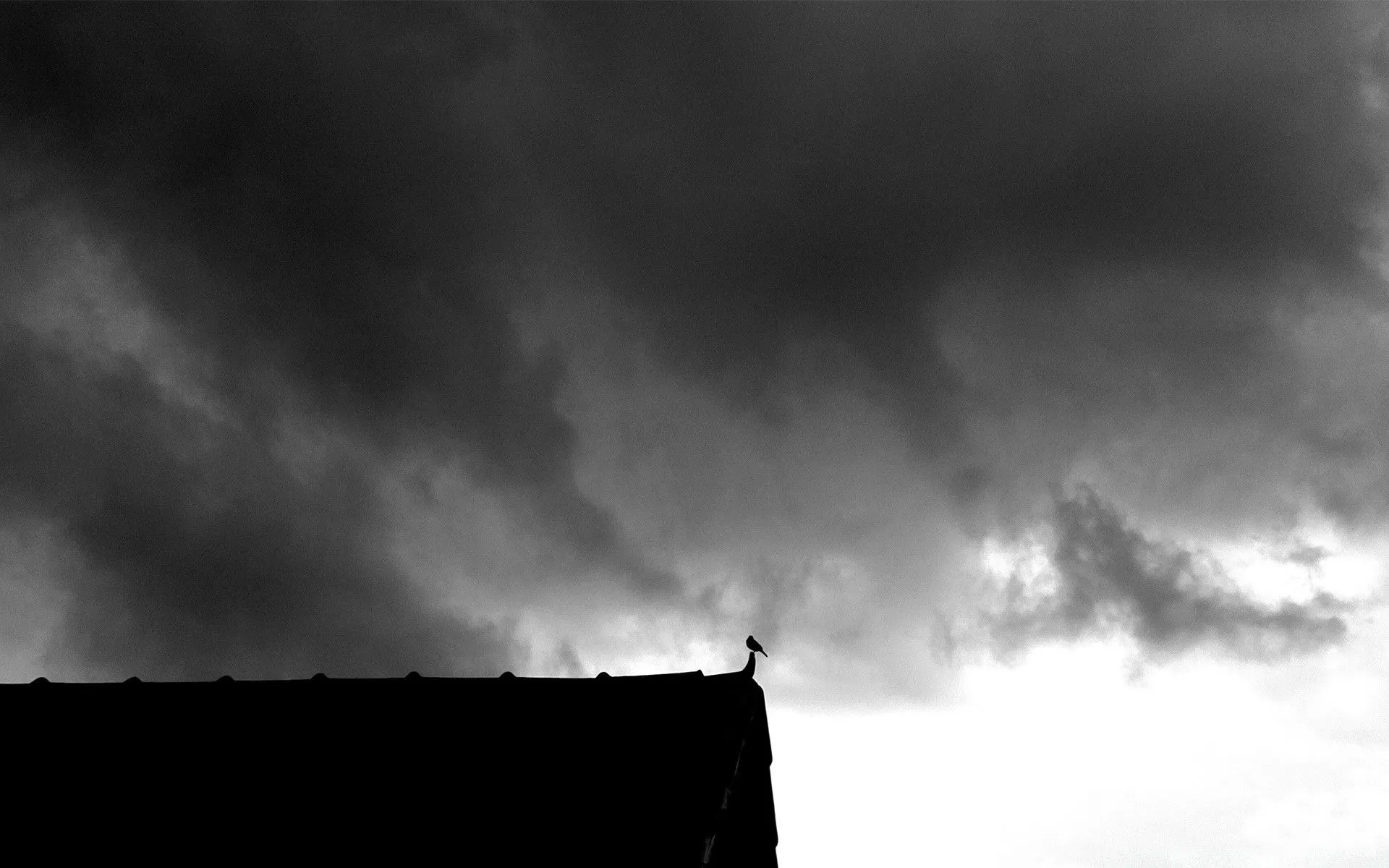 A lonely bird in the sky of rains