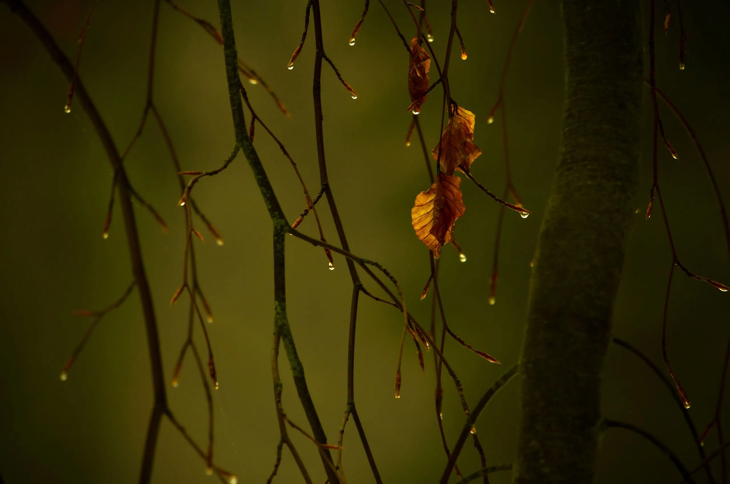 Desktop wallpaper: Photography, Rain 4K free download for PC. 193139