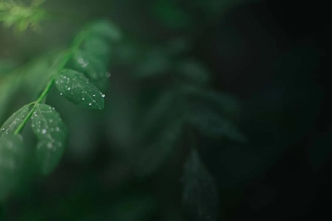 raindrops on acacia leaves on a rainy day blurry background desktop wallpaper · Free