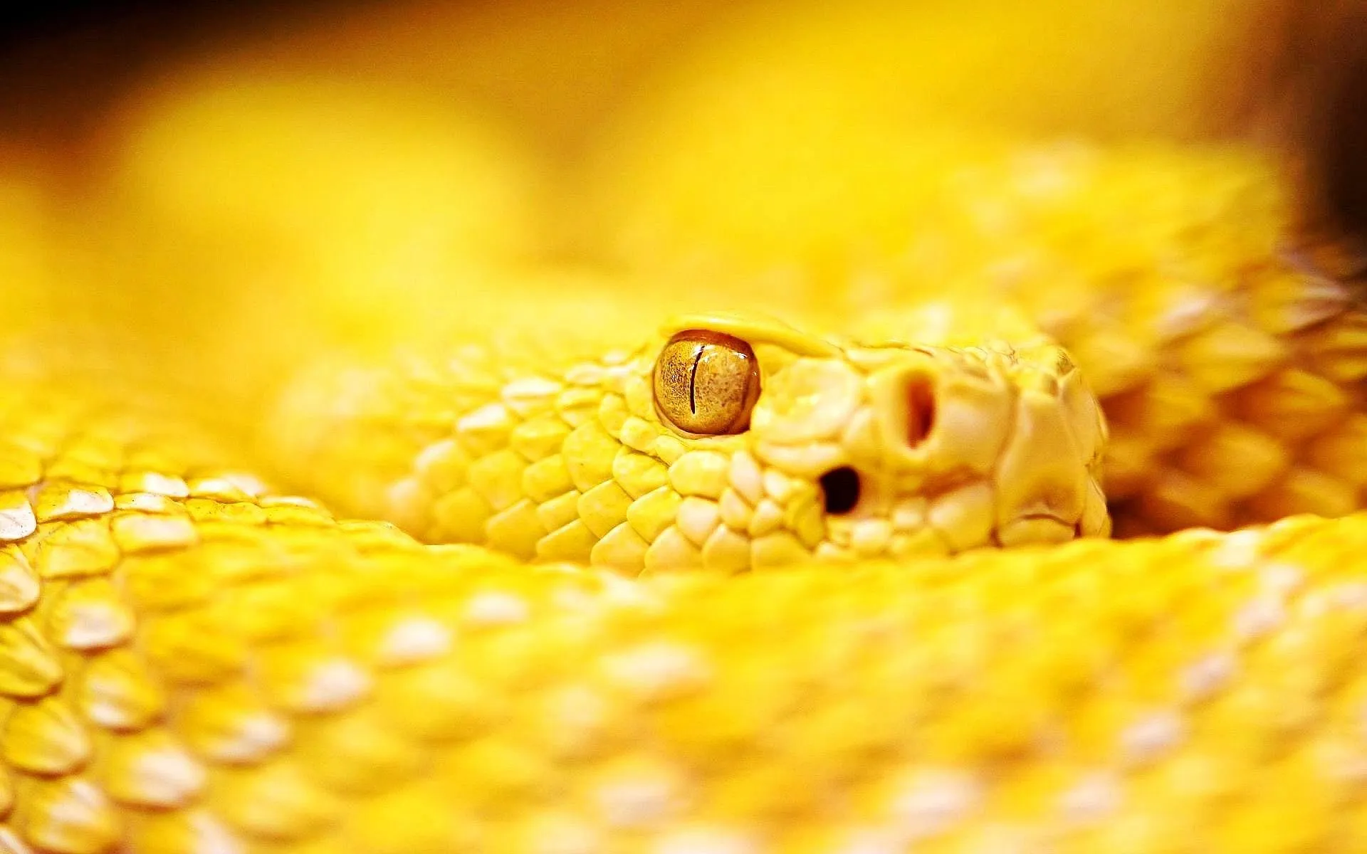 Snake Wallpaper